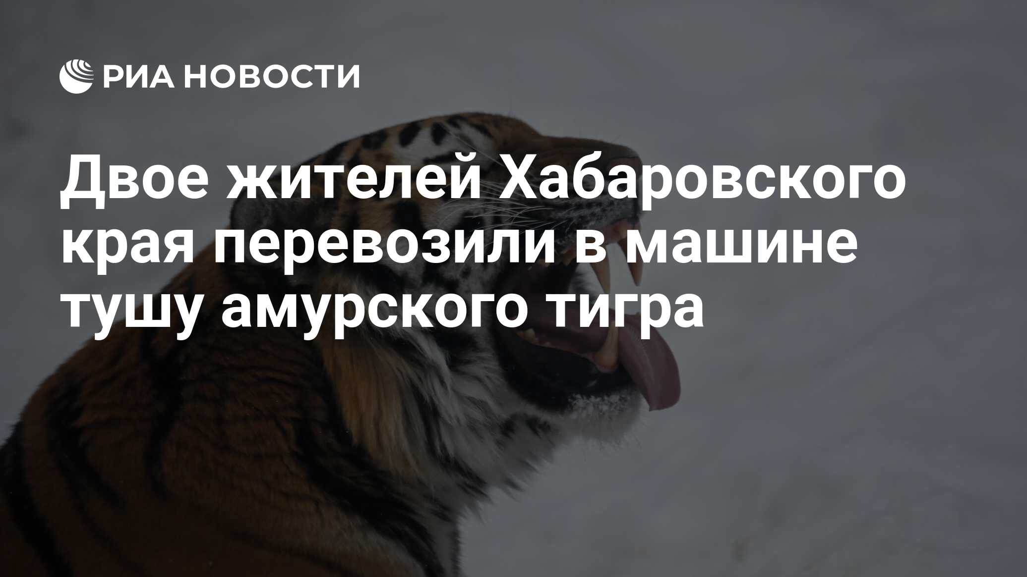 Двое жителей Хабаровского края перевозили в машине тушу амурского тигра -  РИА Новости, 04.04.2022