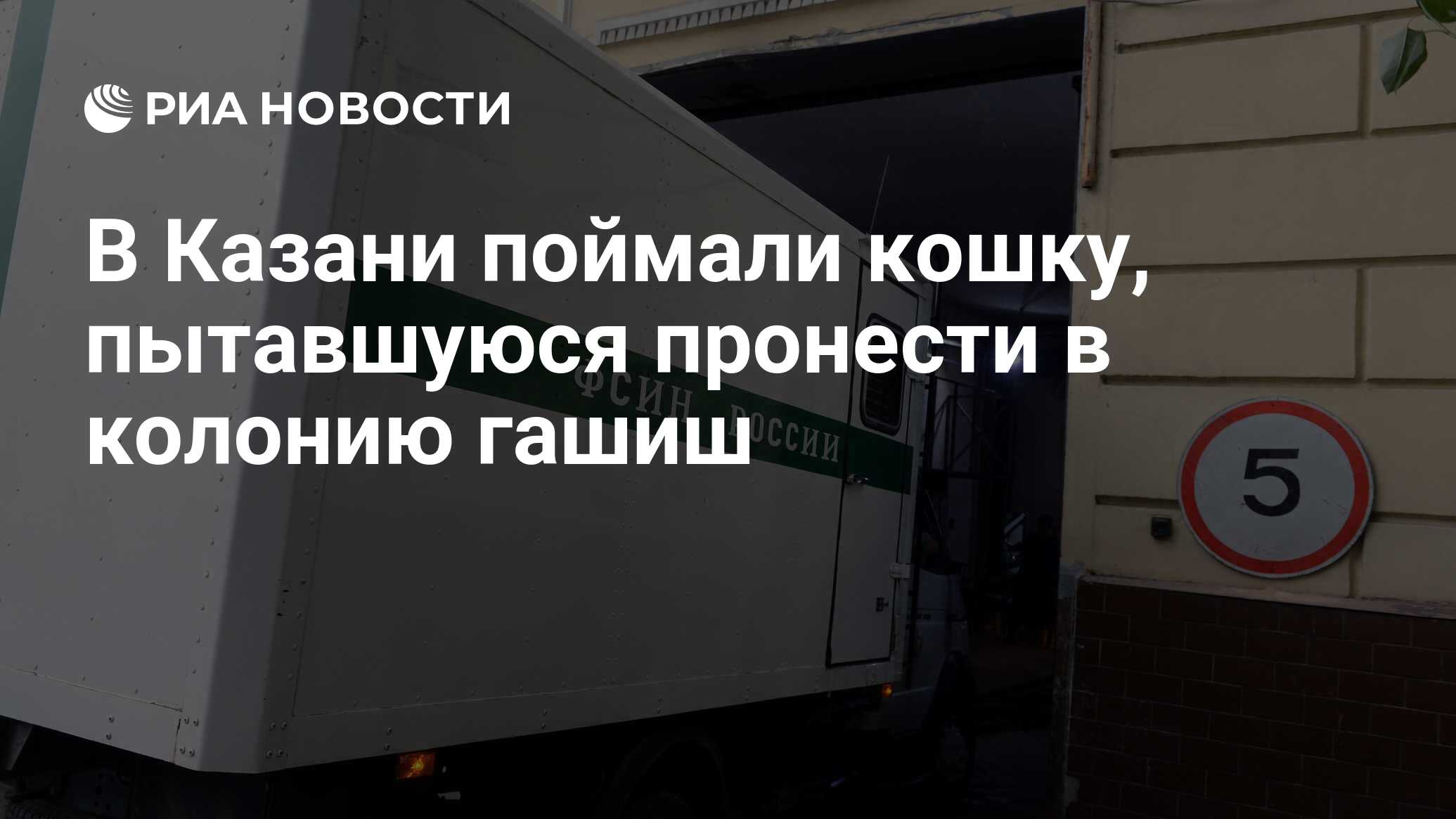 В Казани поймали кошку, пытавшуюся пронести в колонию гашиш - РИА Новости,  18.03.2022