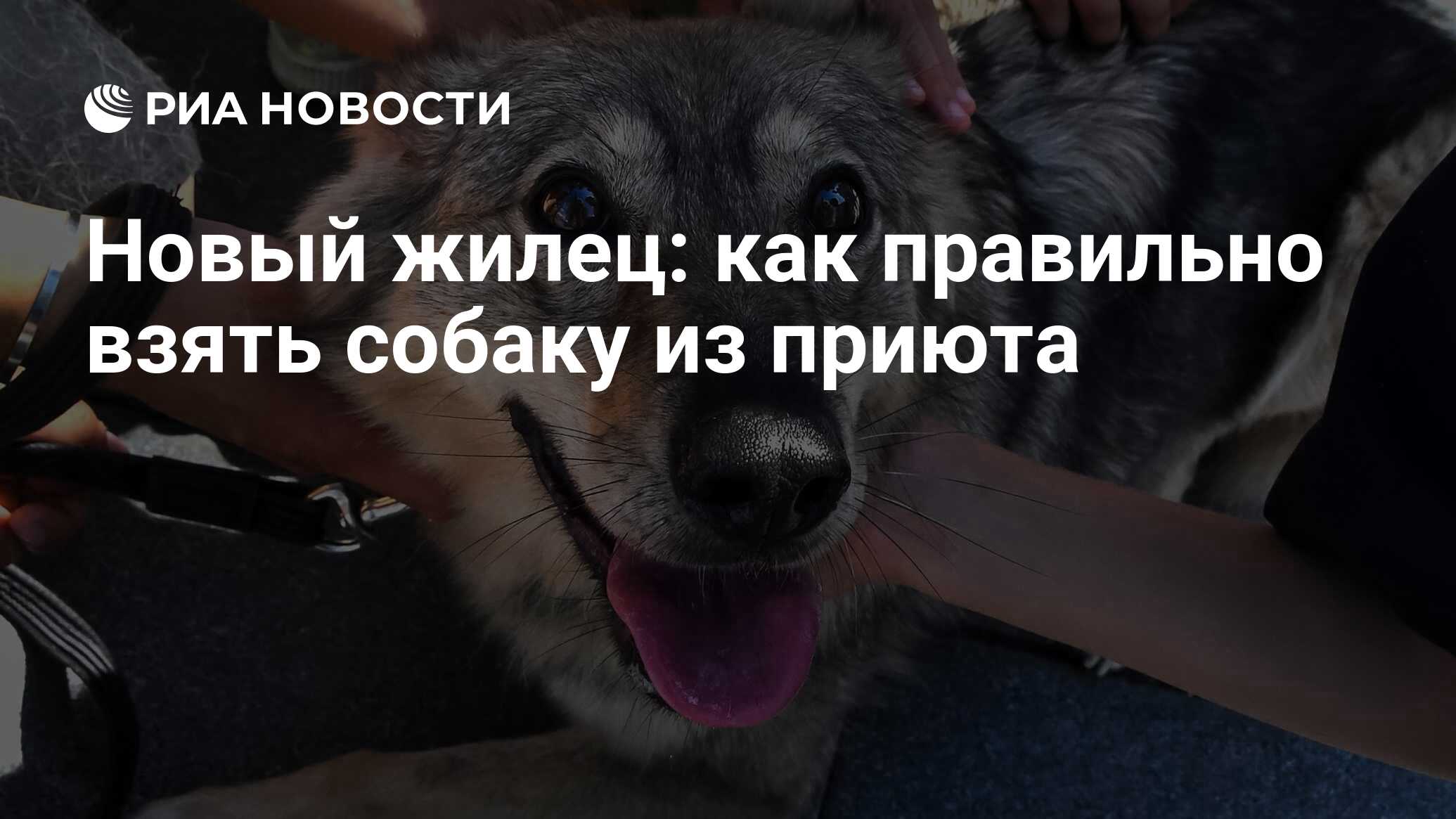 Новый жилец: как правильно взять собаку из приюта - РИА Новости, 31.03.2022