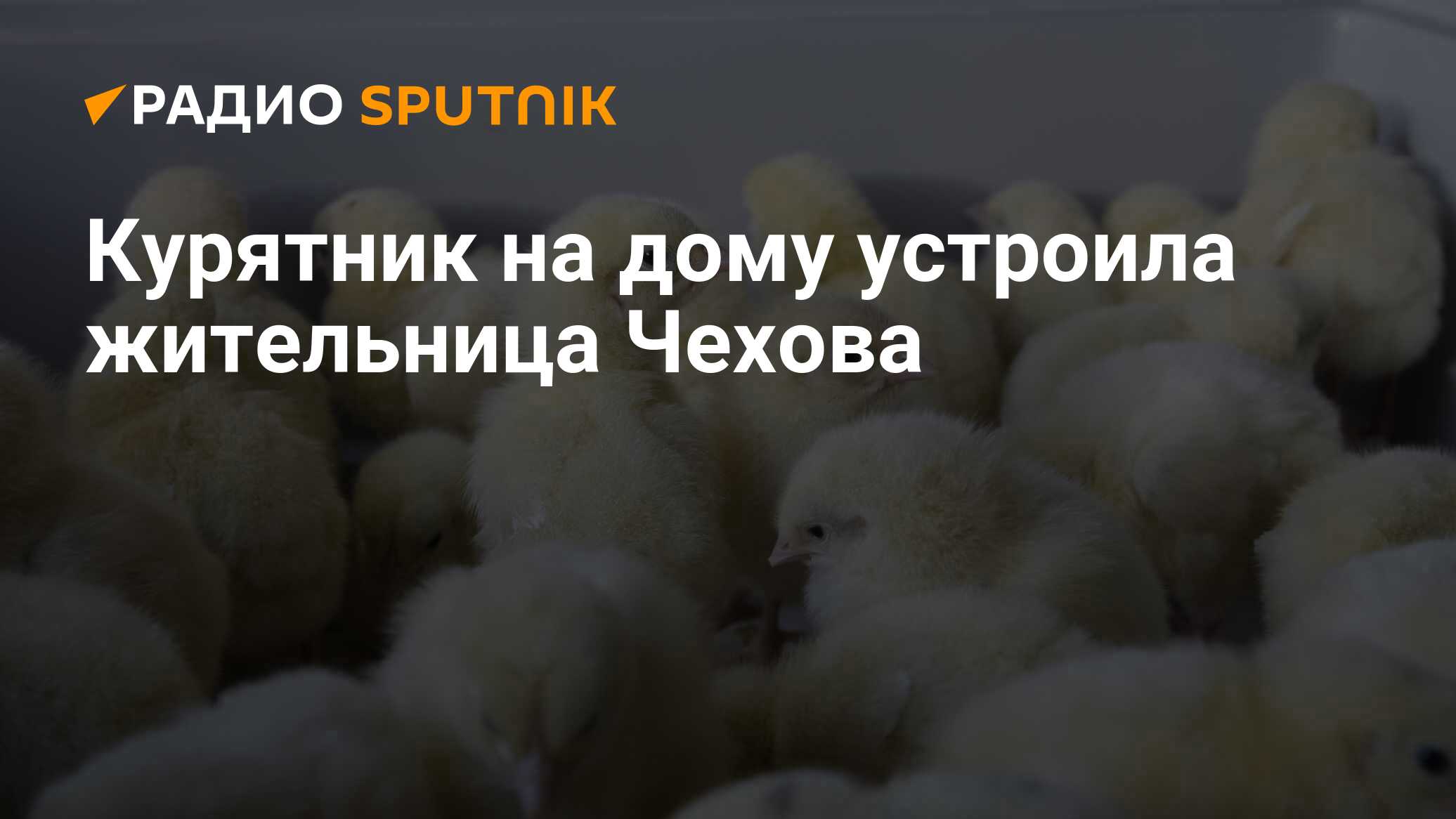 Курятник на дому устроила жительница Чехова