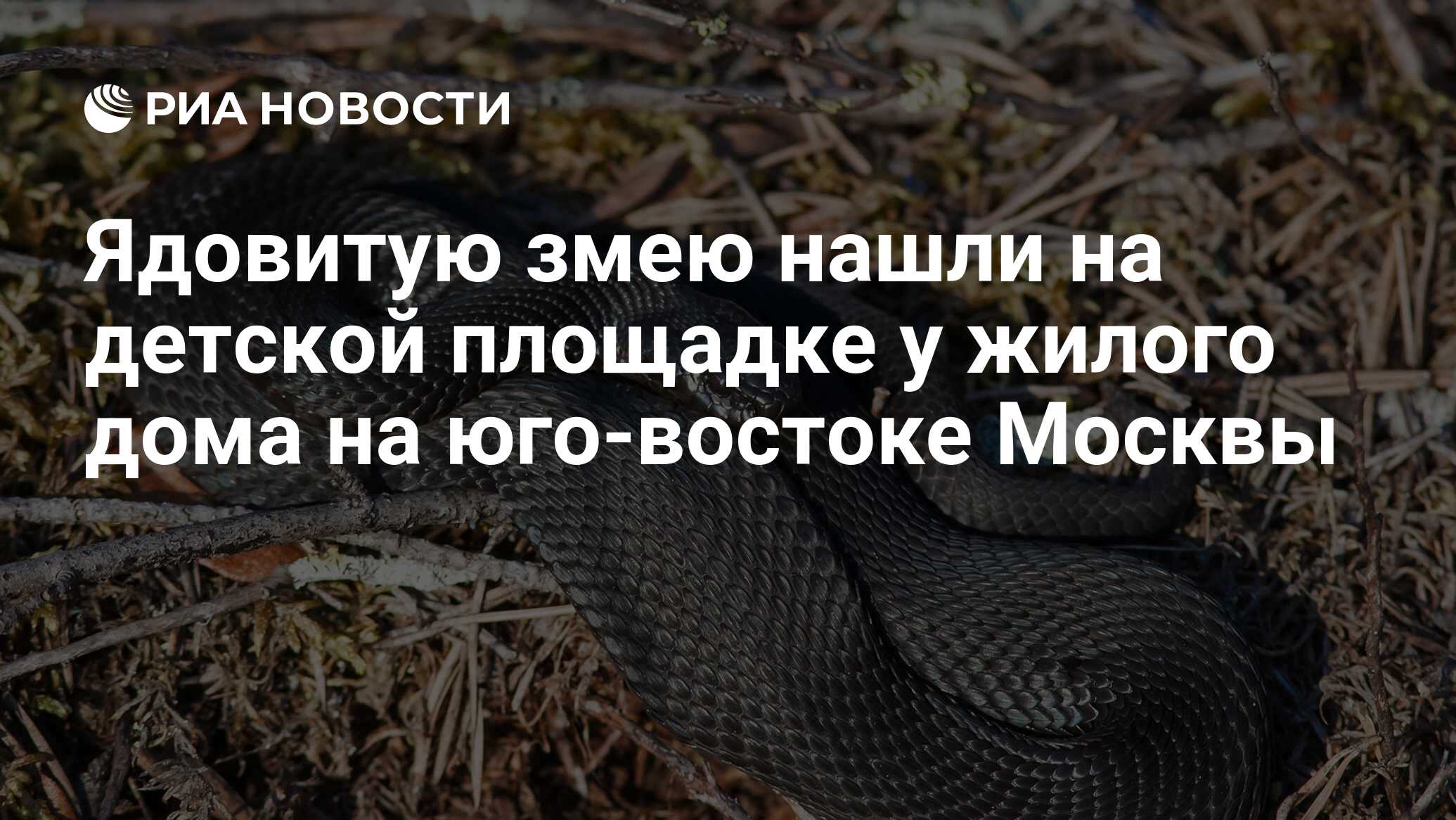 Ядовитую змею нашли на детской площадке у жилого дома на юго-востоке Москвы  - РИА Новости, 10.05.2023