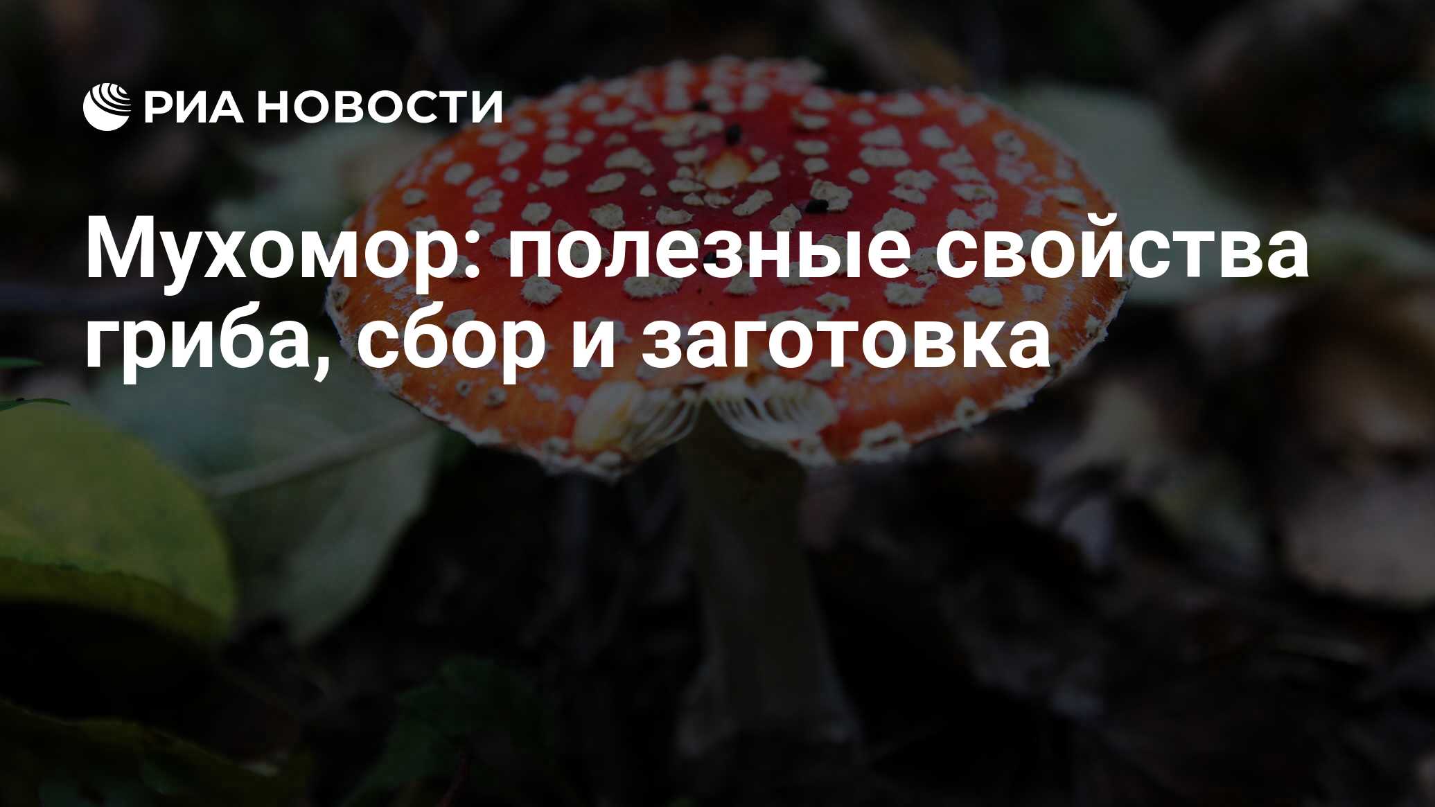 Мухомор: описание гриба, его виды, как выглядит, целебные свойства и  применение