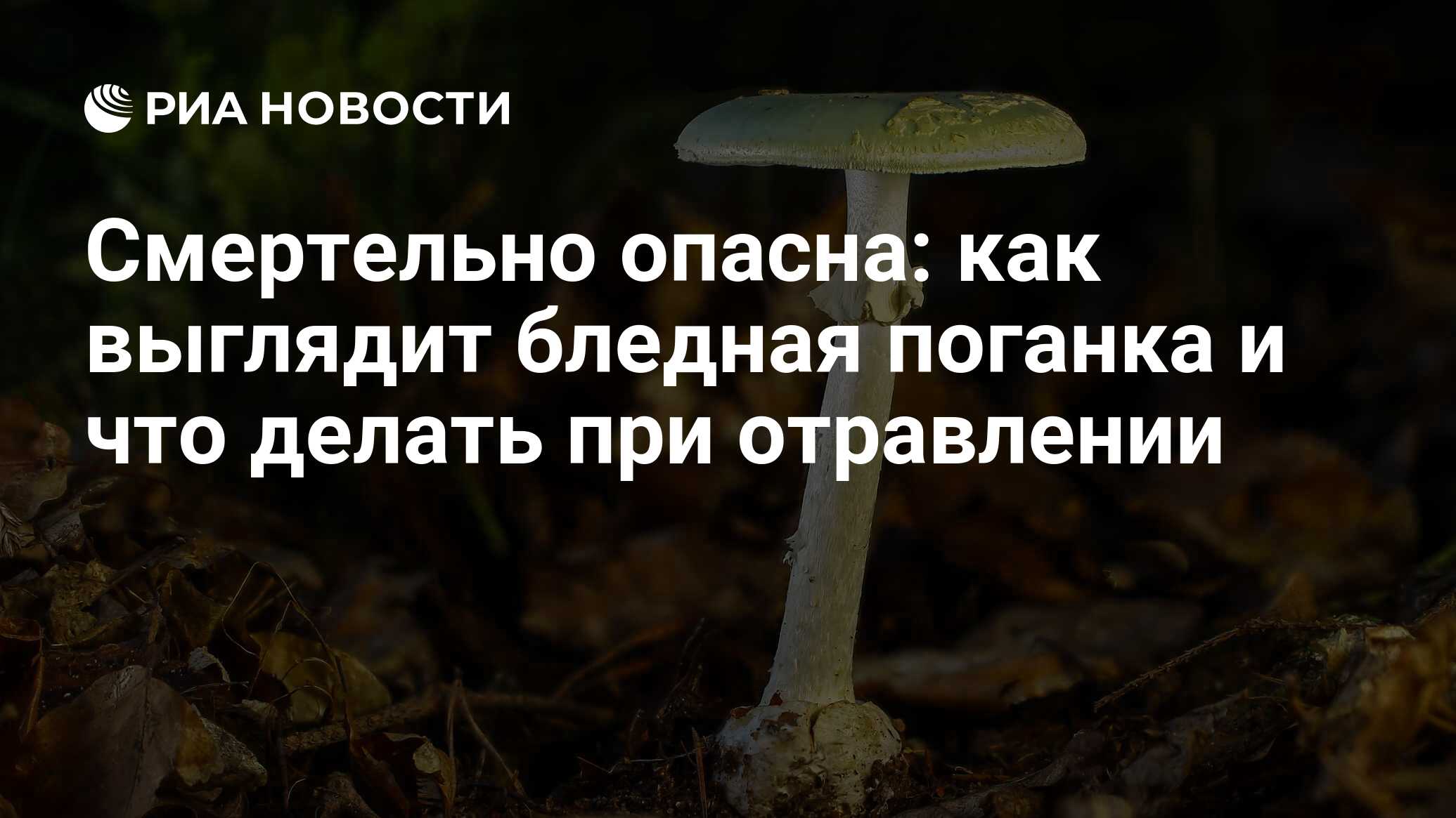 Рекомендации: Как выбирать и готовить грибы-Управление Роспотребнадзора по Кировской области