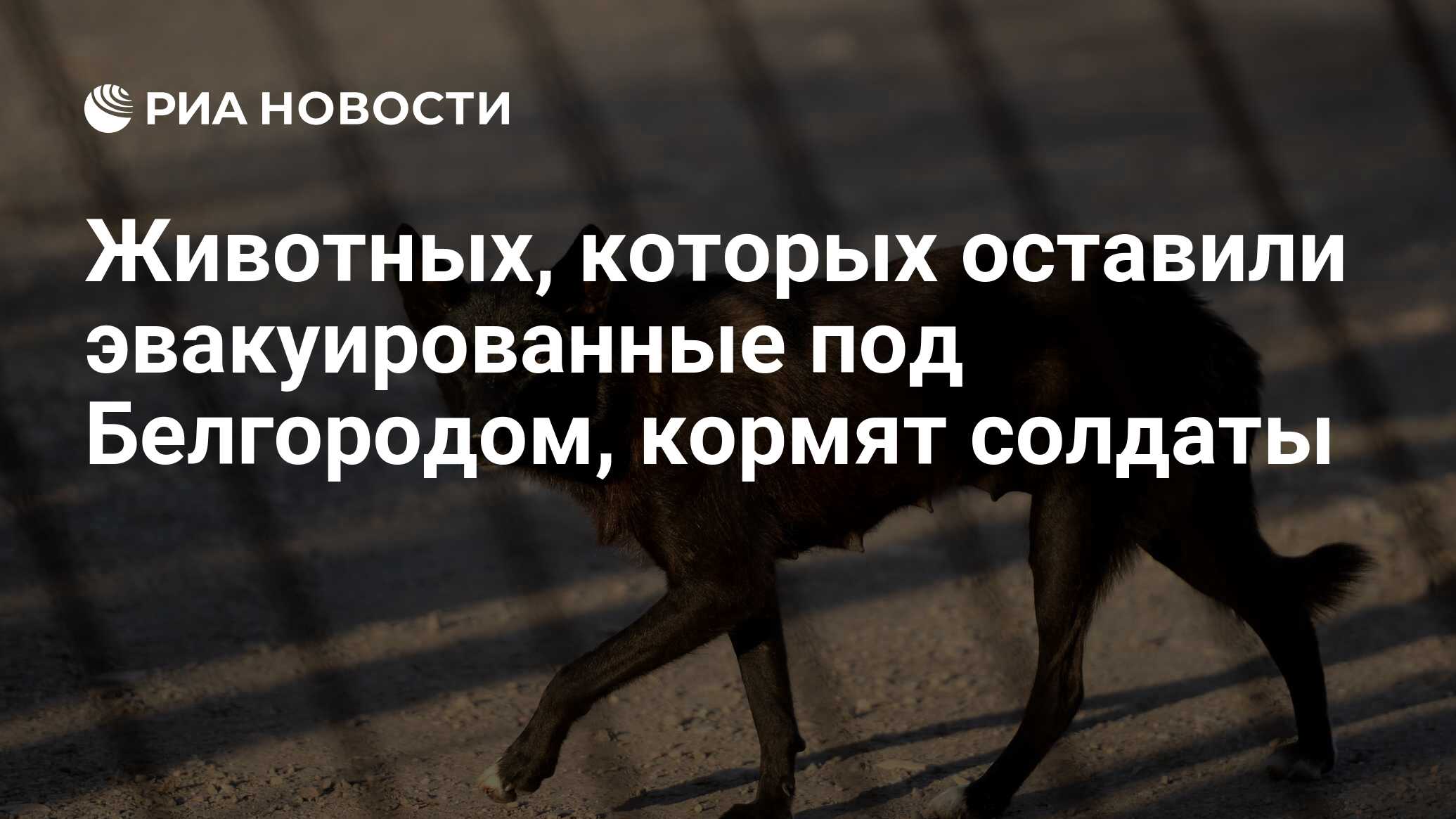 Животных, которых оставили эвакуированные под Белгородом, кормят солдаты -  РИА Новости, 26.05.2022