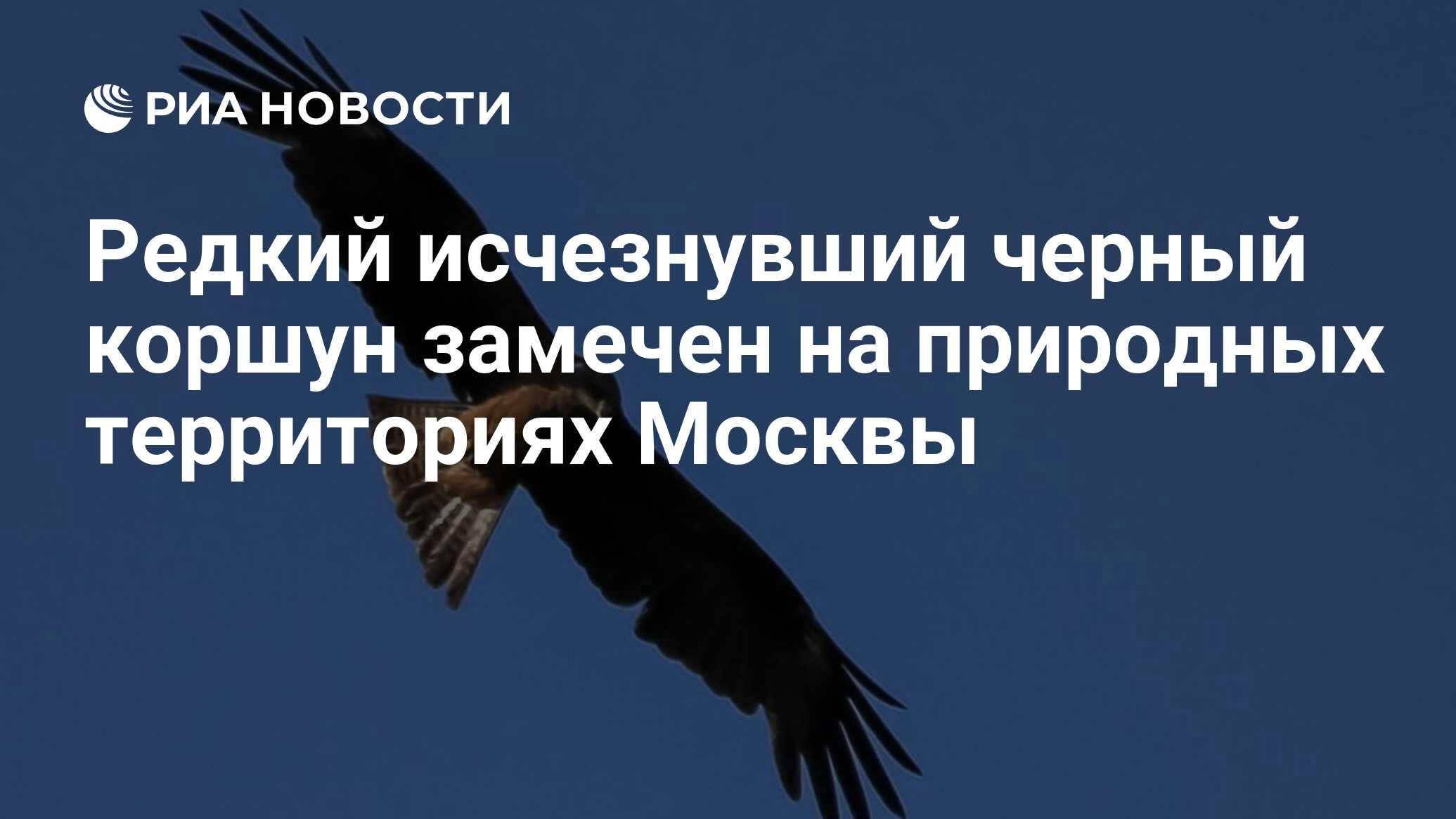 Редкий исчезнувший черный коршун замечен на природных территориях Москвы -  РИА Новости, 30.06.2022