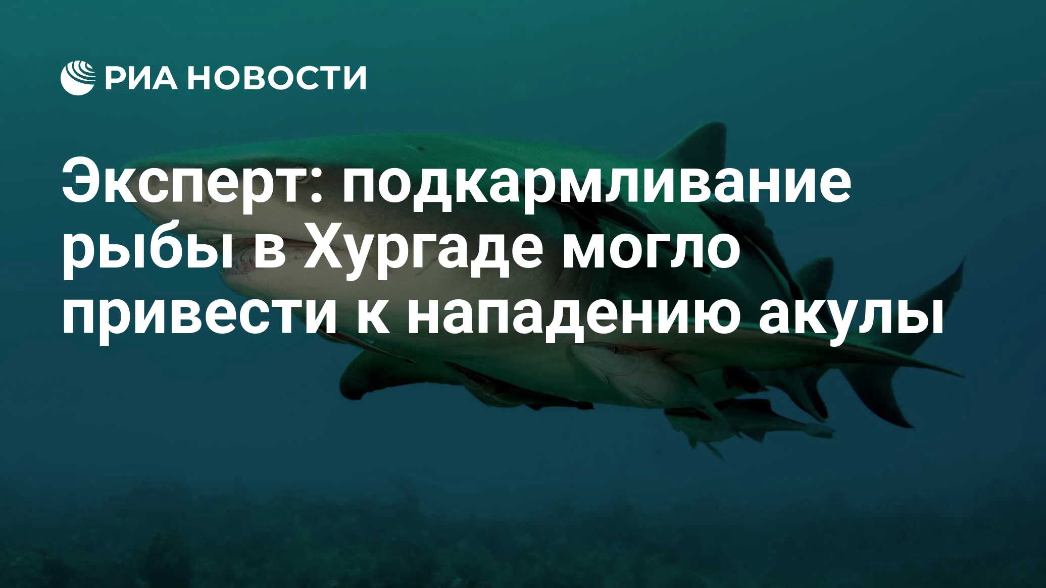 Эксперт: подкармливание рыбы в Хургаде могло привести к нападению акулы -  РИА Новости, 04.07.2022