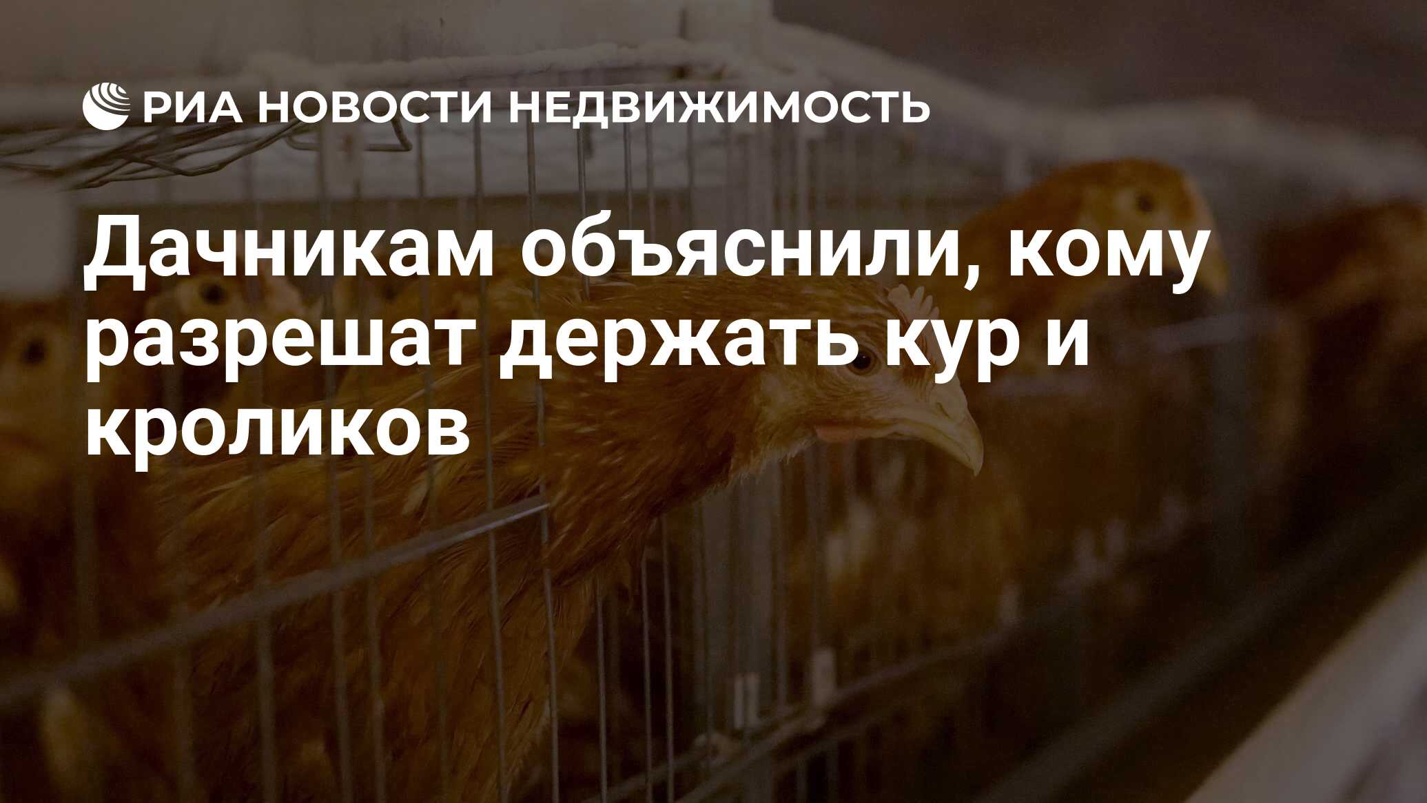 Дачникам объяснили, кому разрешат держать кур и кроликов - Недвижимость РИА  Новости, 07.07.2022