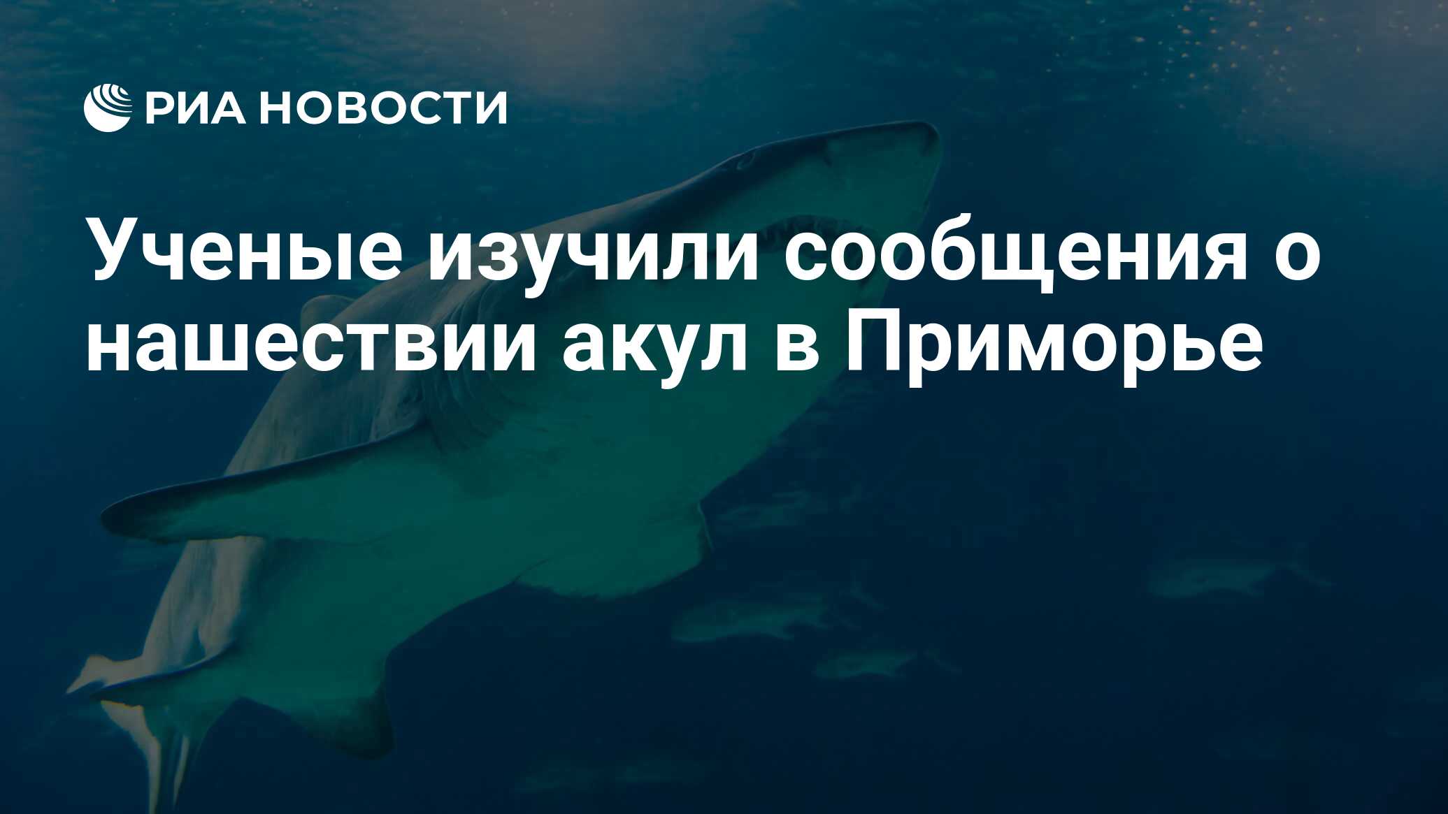 Ученые изучили сообщения о нашествии акул в Приморье - РИА Новости,  08.07.2022