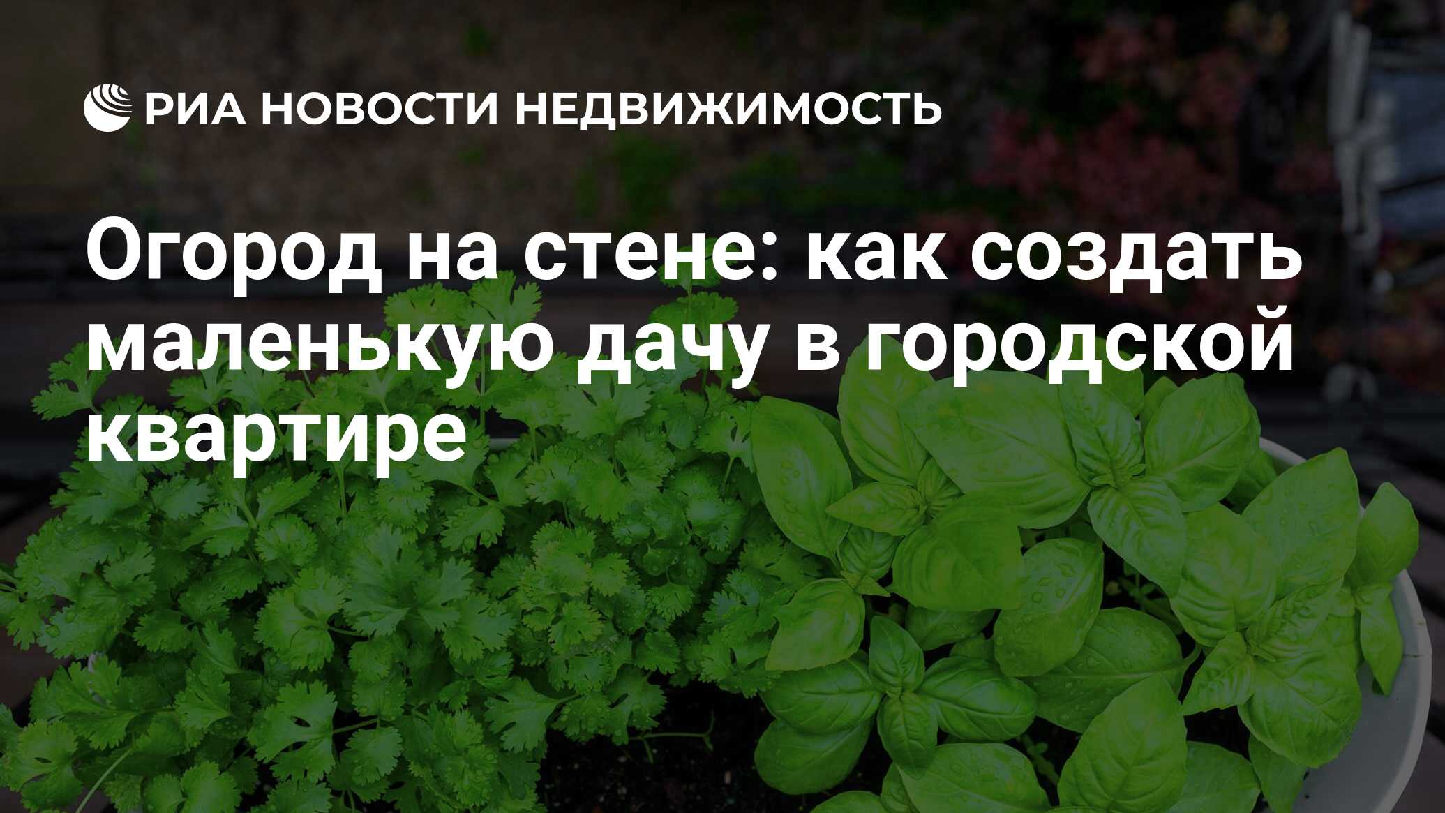 Огород на стене: как создать маленькую дачу в городской квартире -  Недвижимость РИА Новости, 18.07.2022