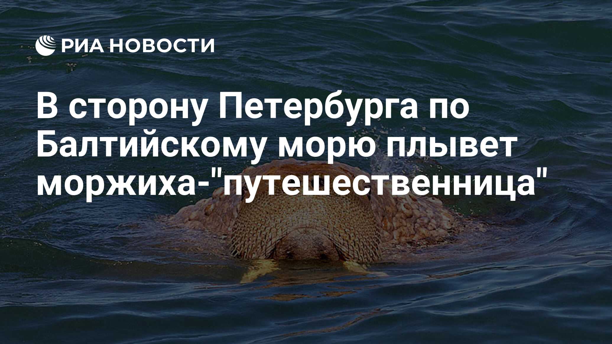 В сторону Петербурга по Балтийскому морю плывет моржиха-