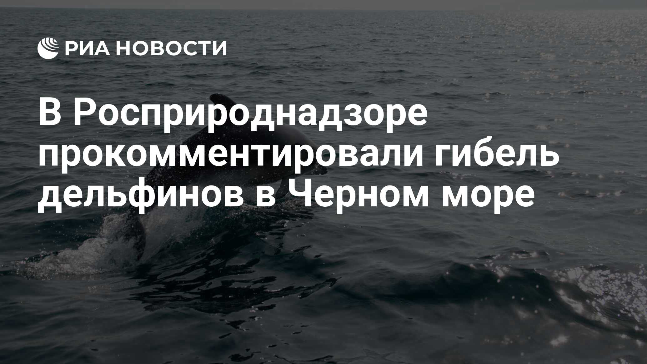 Вид дельфинов в черном море
