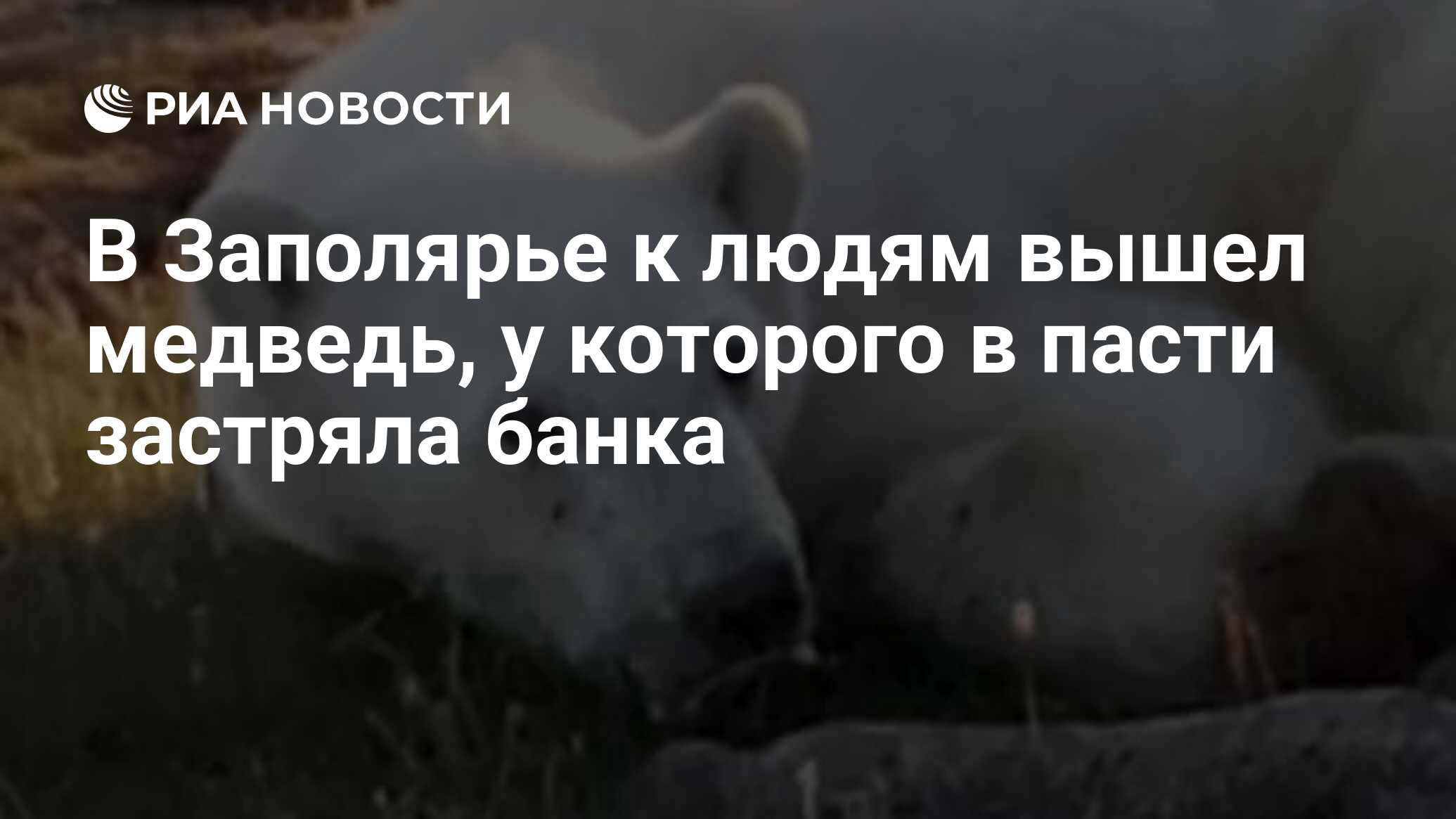 Нельзя договориться с тигром когда твоя голова у него в пасти