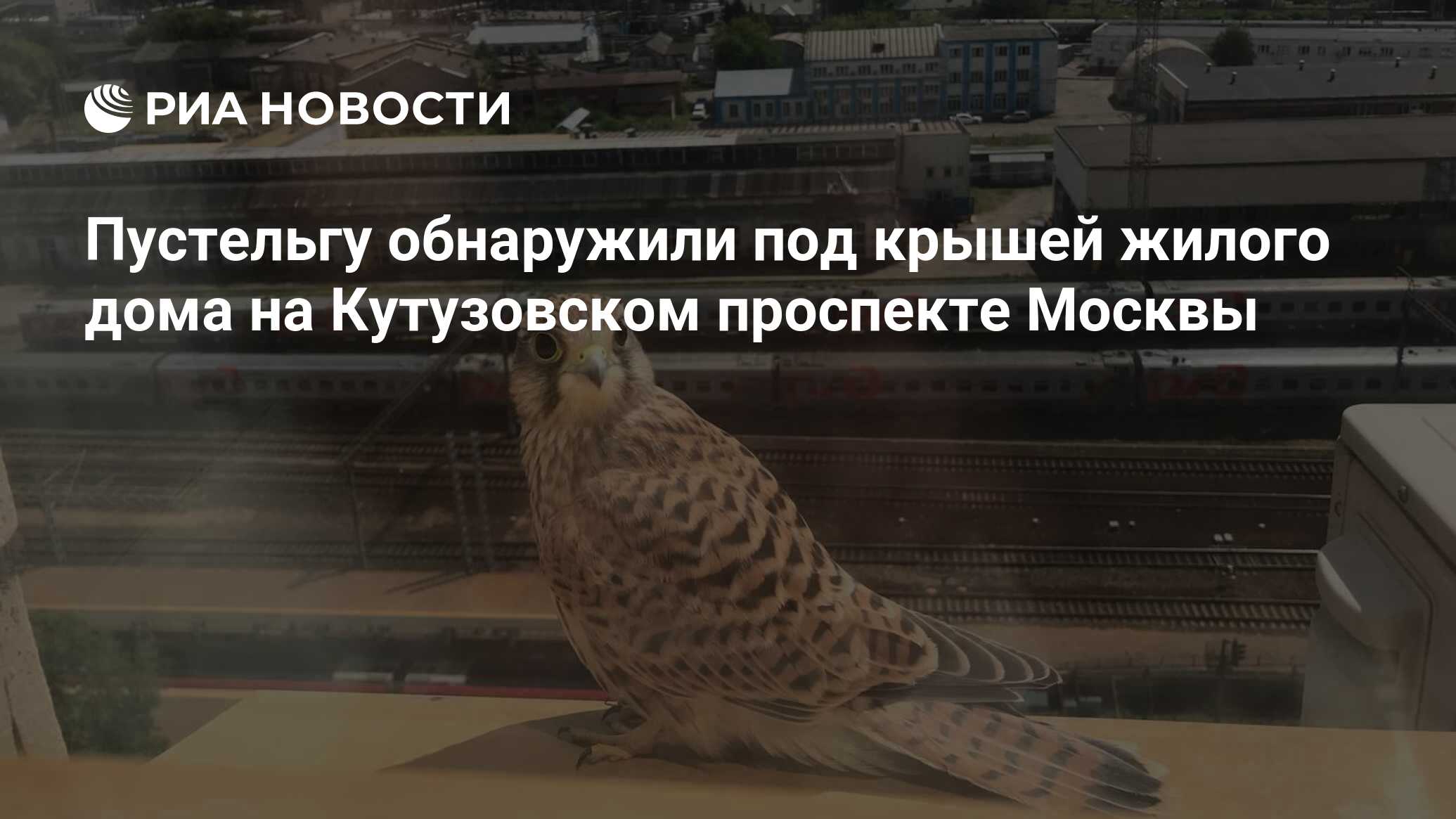 Пустельгу обнаружили под крышей жилого дома на Кутузовском проспекте Москвы  - РИА Новости, 21.07.2022