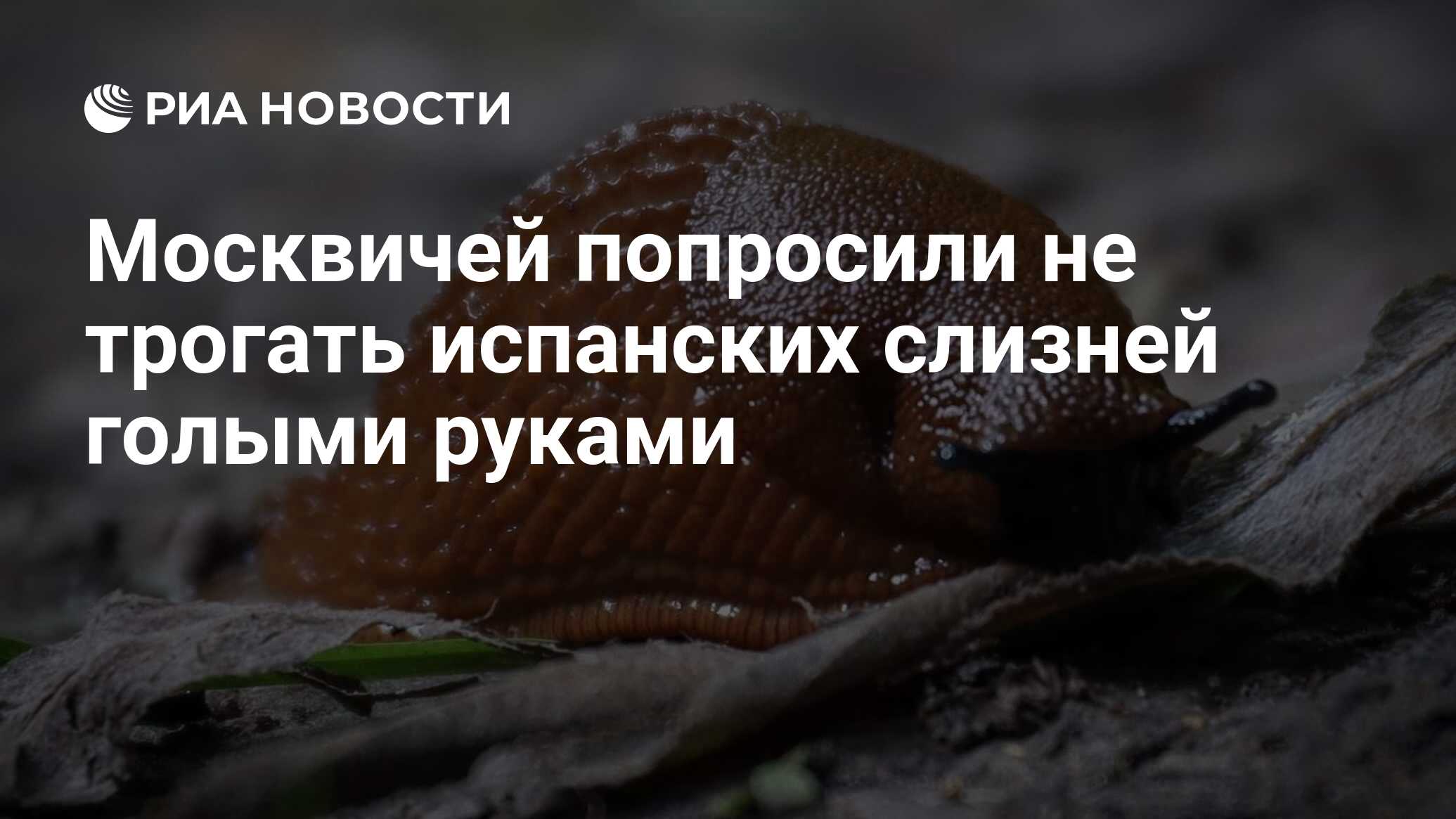 Muscovites requested to not contact Spanish slugs with naked fingers