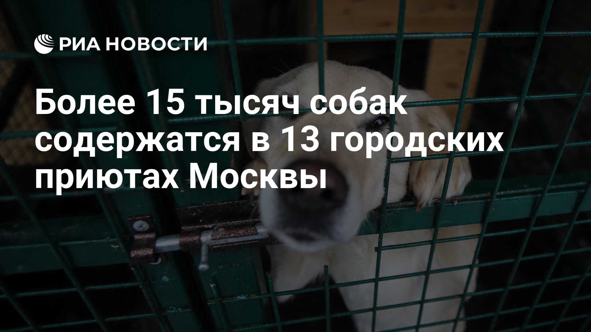 Более 15 тысяч собак содержатся в 13 городских приютах Москвы - РИА  Новости, 02.08.2022