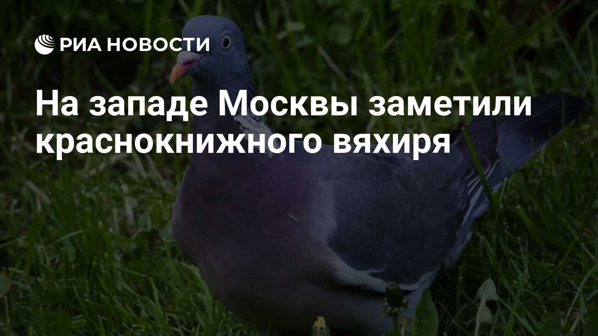 In the west of Moscow, a red-listed dove was noticed