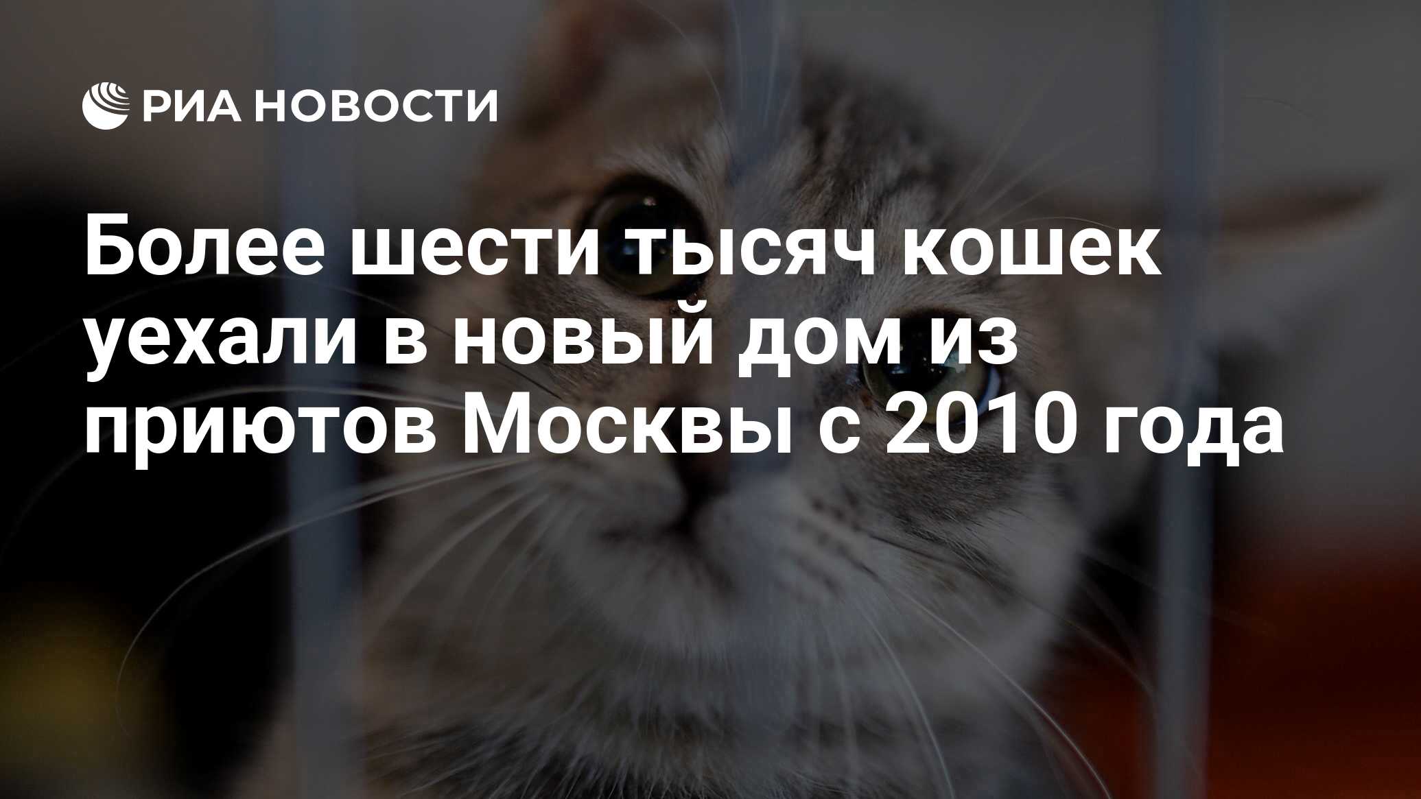 Более шести тысяч кошек уехали в новый дом из приютов Москвы с 2010 года -  РИА Новости, 11.08.2022