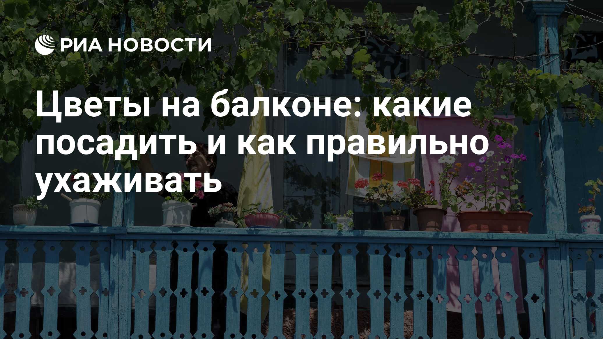 Как правильно ухаживать за настурцией на балконе