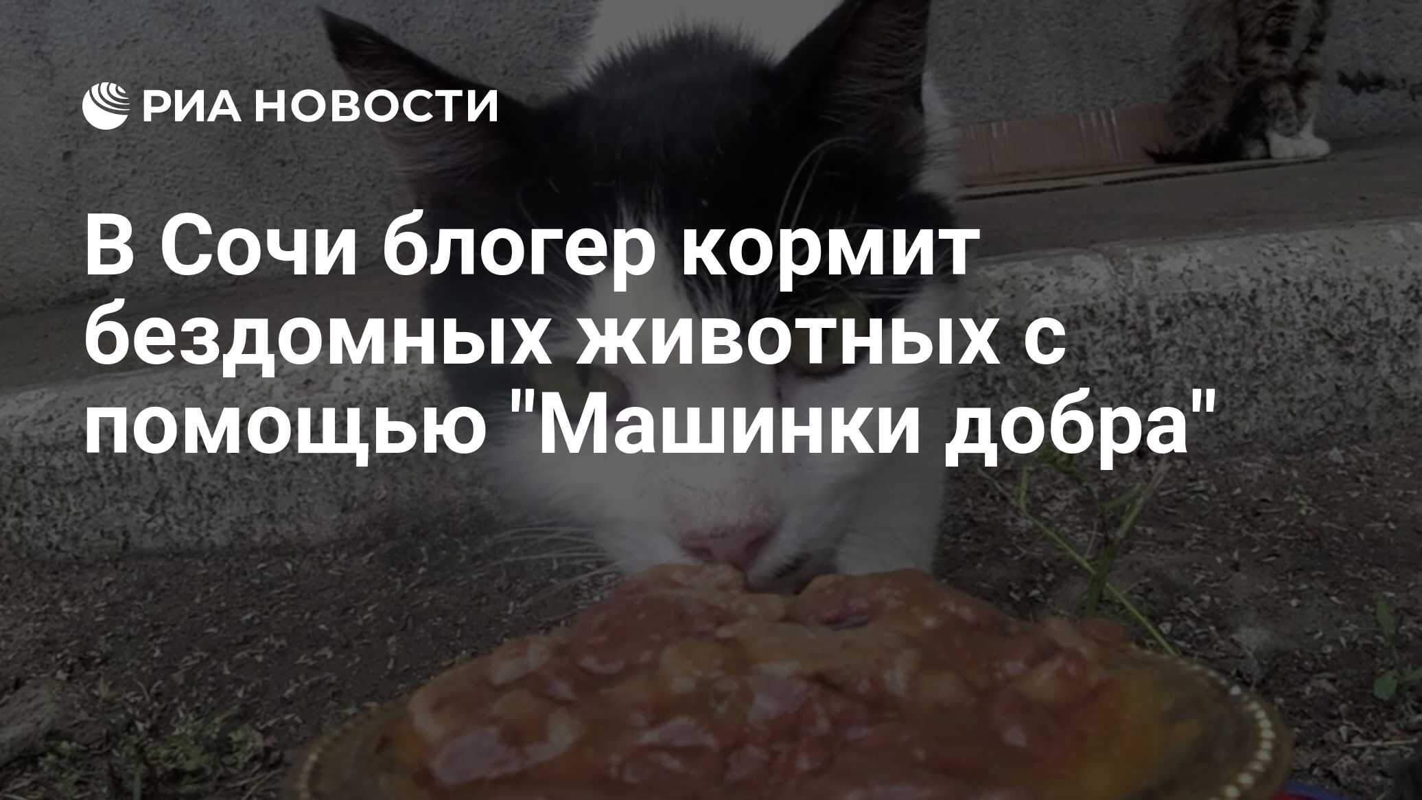 В Сочи блогер кормит бездомных животных с помощью 