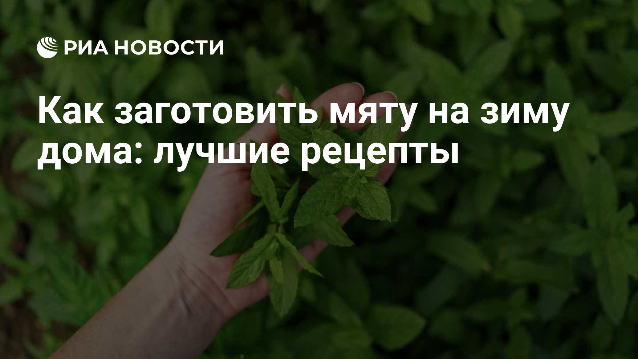 Мята на зиму: как заготовить и сохранить листья, лучшие рецепты в домашних  условиях