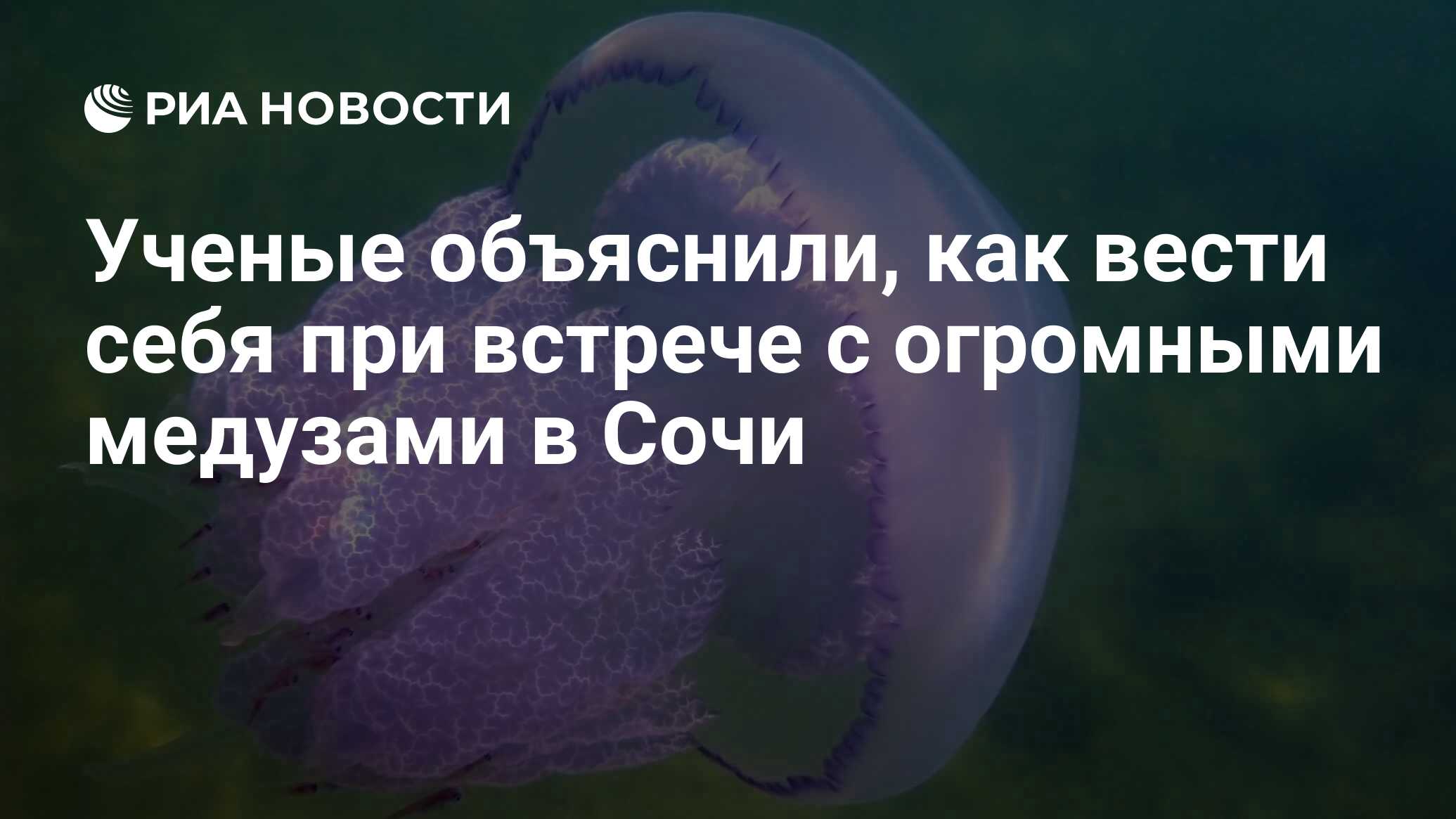 Медузы черного моря в Крыму
