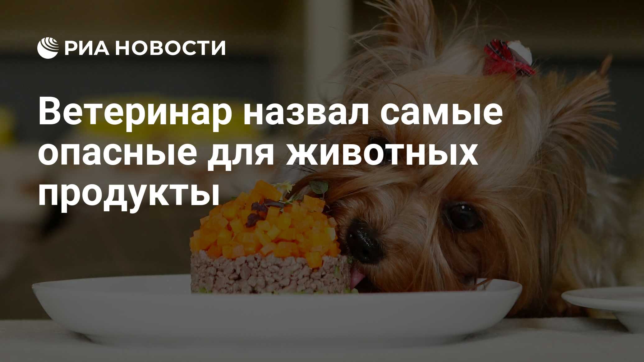 Ветеринар назвал самые опасные для животных продукты - РИА Новости,  04.09.2022