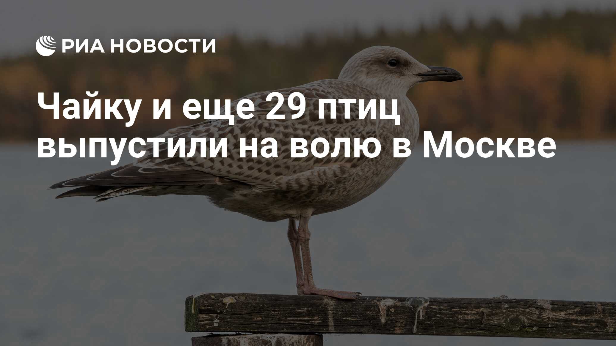 Чайку и еще 29 птиц выпустили на волю в Москве - РИА Новости, 08.09.2022