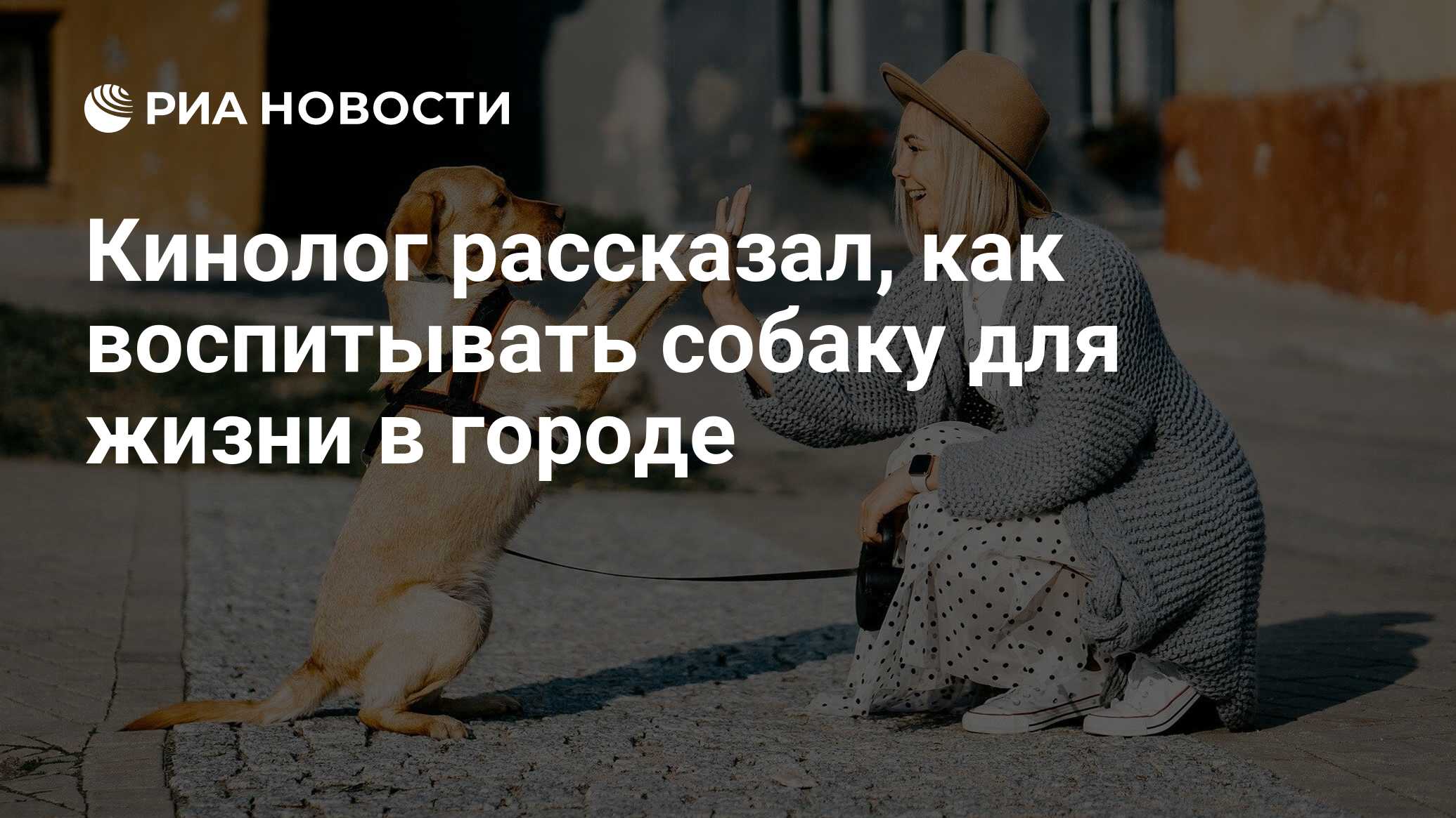 Кинолог рассказал, как воспитывать собаку для жизни в городе - РИА Новости,  11.09.2022