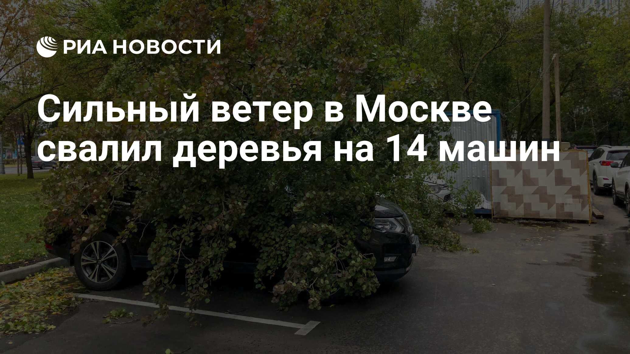 Сильный ветер в Москве свалил деревья на 14 машин - РИА Новости, 20.09.2022