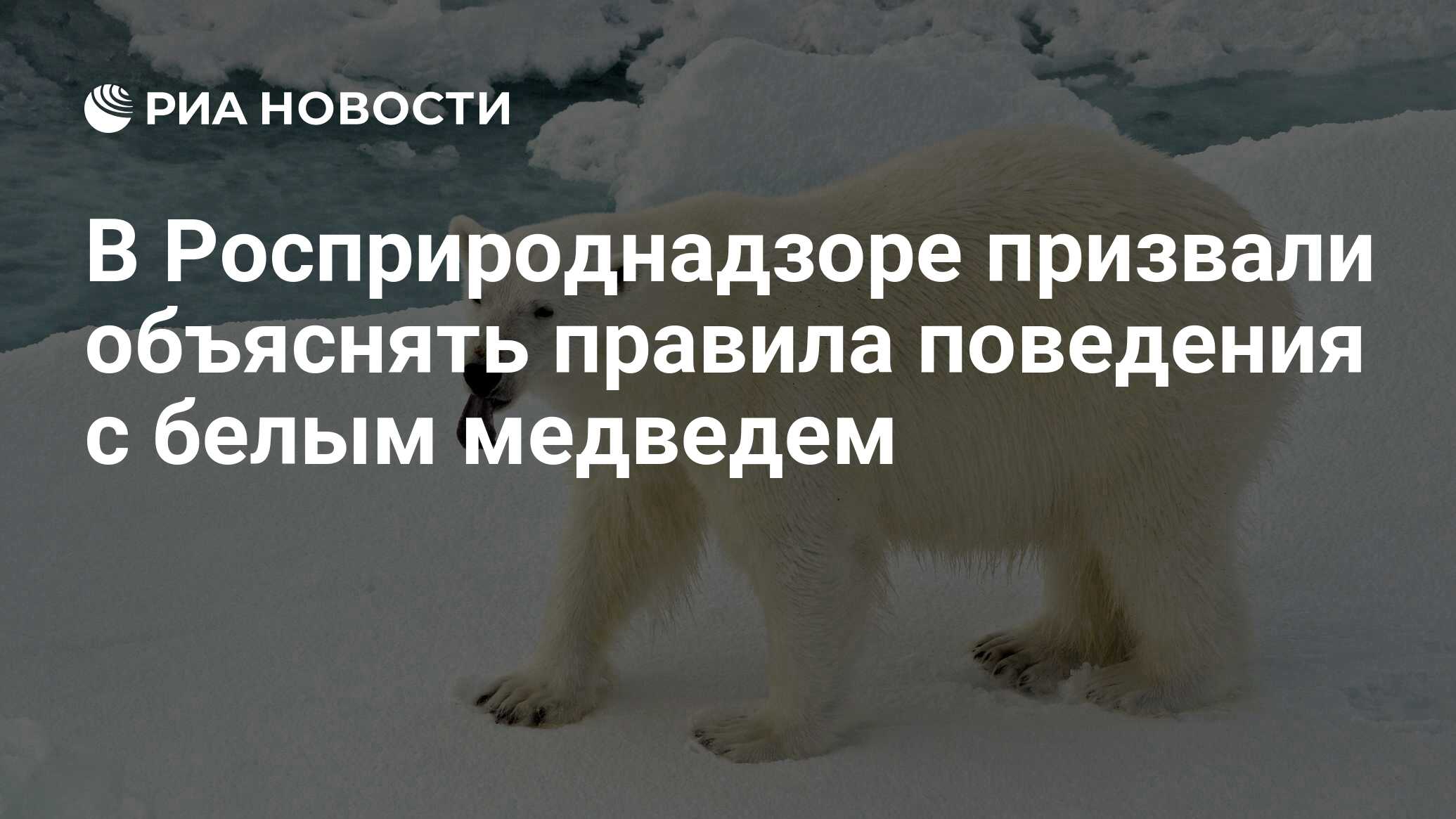 В Росприроднадзоре призвали объяснять правила поведения с белым медведем -  РИА Новости, 27.09.2022