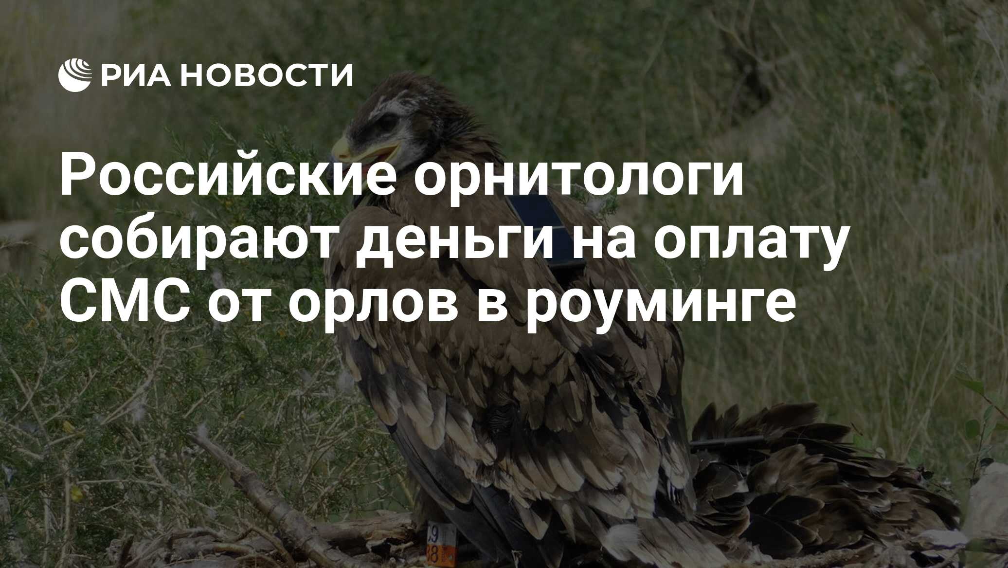 Российские орнитологи собирают деньги на оплату СМС от орлов в роуминге -  РИА Новости, 27.12.2022