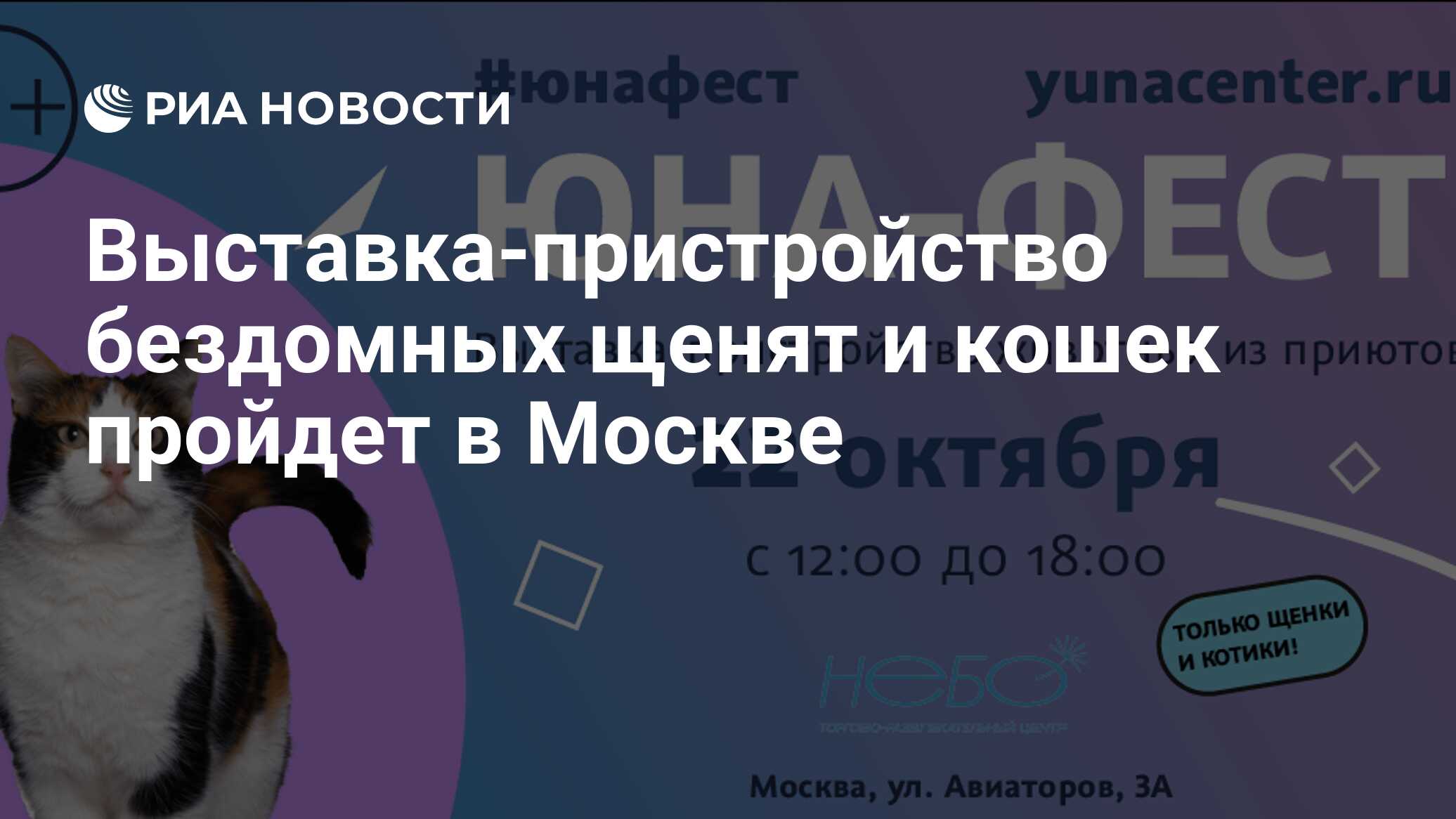 Выставка-пристройство бездомных щенят и кошек пройдет в Москве - РИА  Новости, 17.10.2022