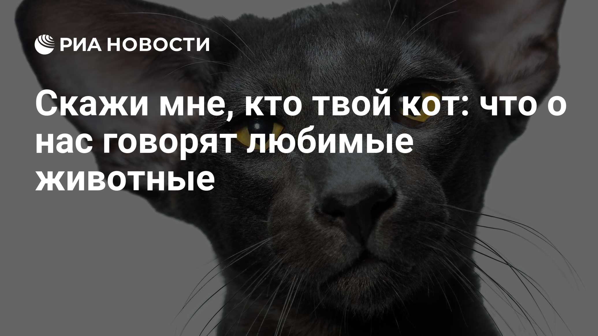 Скажи мне, кто твой кот: что о нас говорят любимые животные - РИА Новости,  24.11.2023