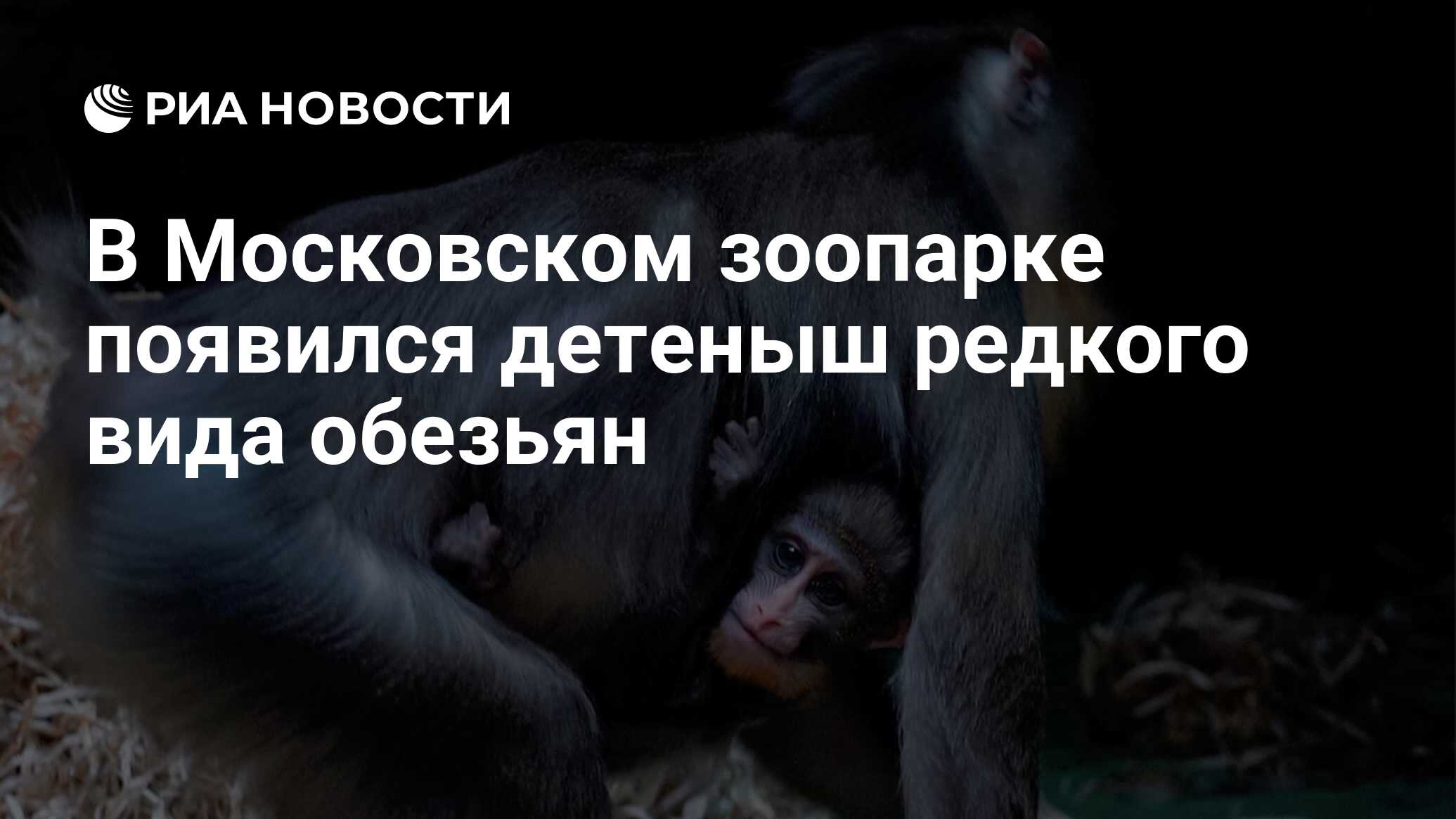 В Московском зоопарке появился детеныш редкого вида обезьян - РИА Новости,  24.10.2022