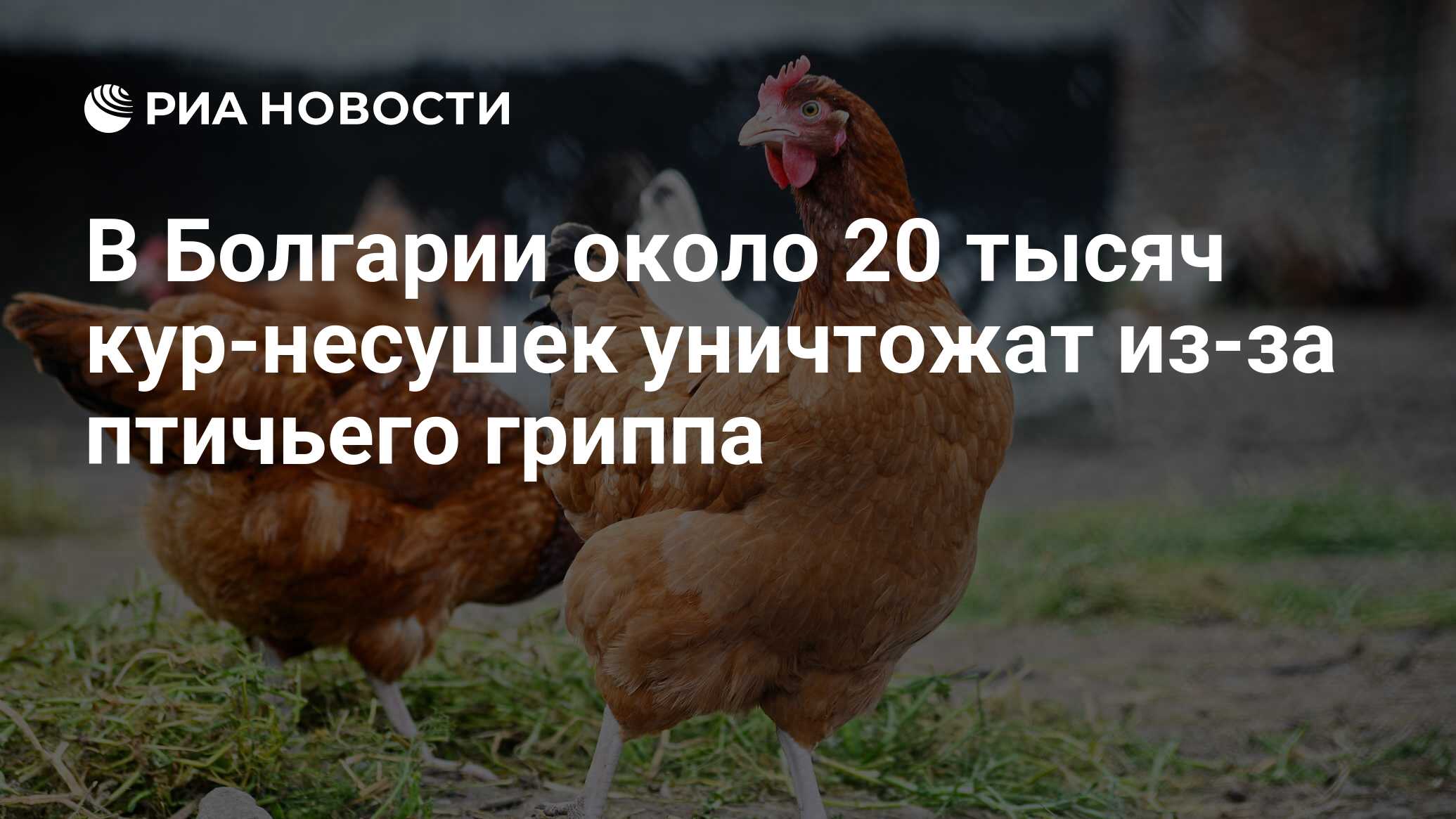 В Болгарии около 20 тысяч кур-несушек уничтожат из-за птичьего гриппа - РИА  Новости, 24.10.2022