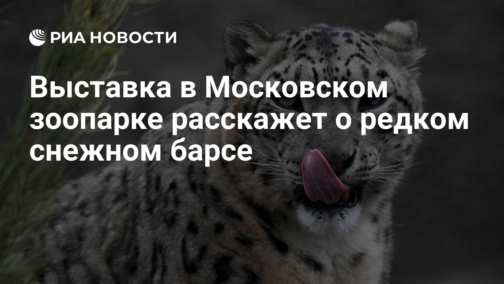 снежный барс в московском зоопарке