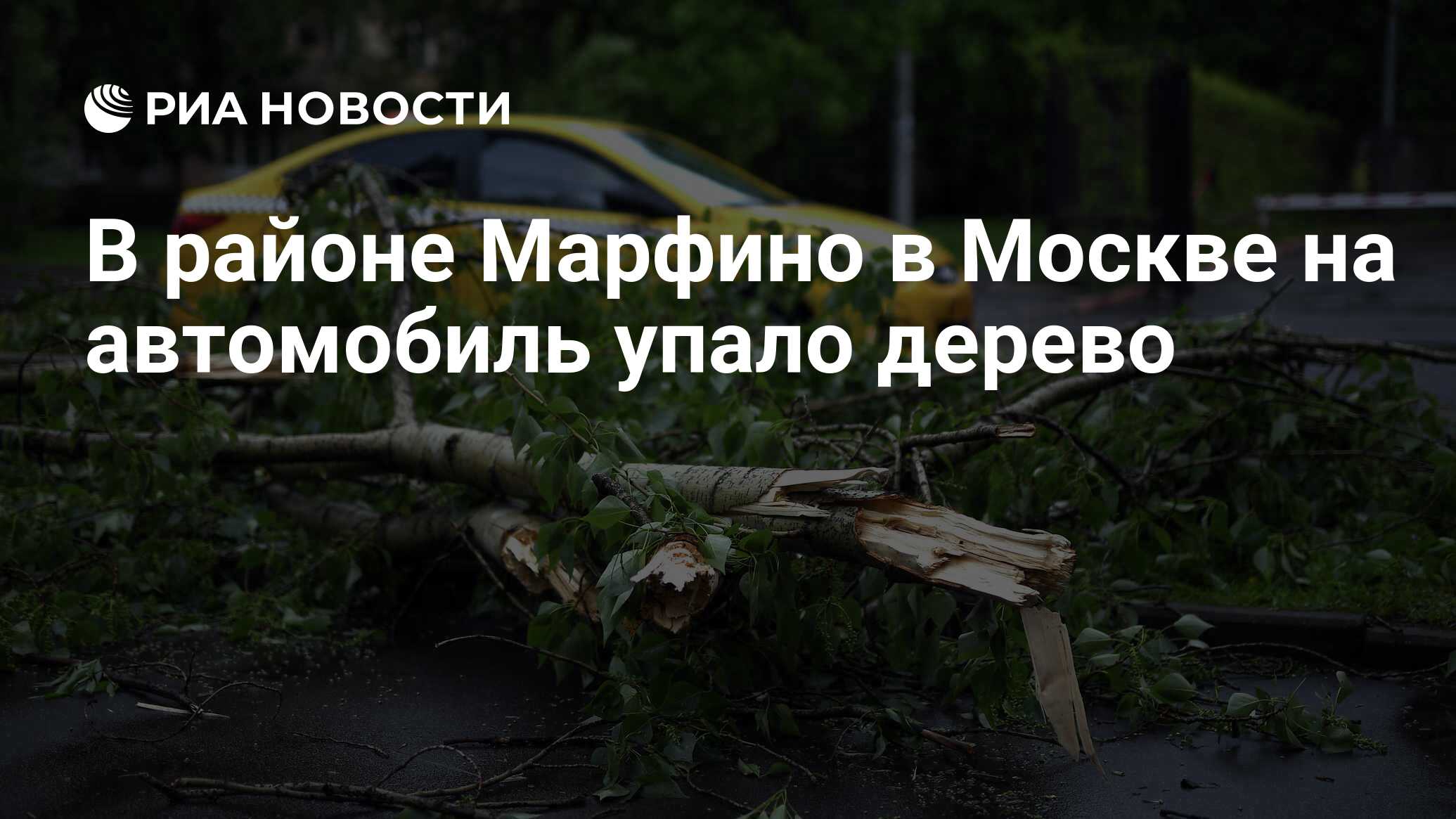 В районе Марфино в Москве на автомобиль упало дерево - РИА Новости,  12.11.2022