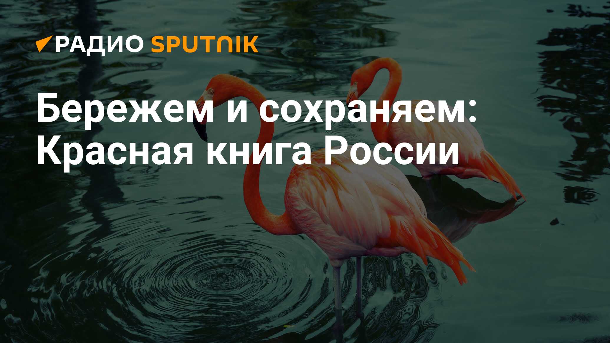 Красная книга России: что это, какие животные, растения и насекомые занесены