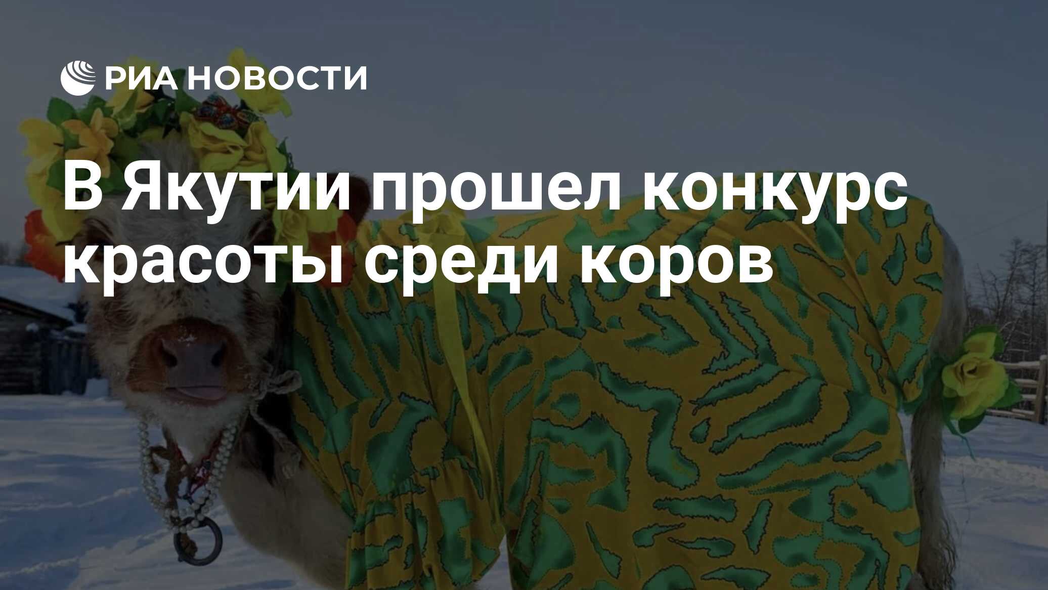 Якутская Корова Купить В России