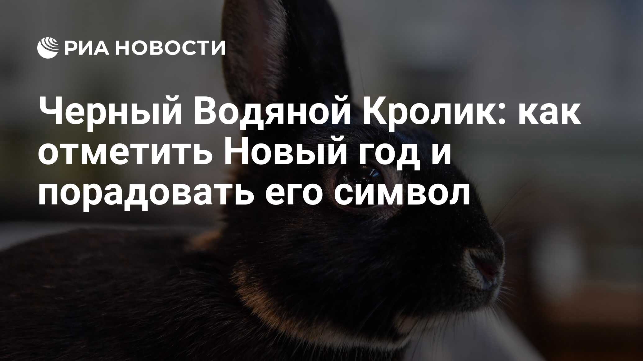 Черный водяной кролик (кот): характеристика символа 2023 года, какие цвета  любит и что принесет