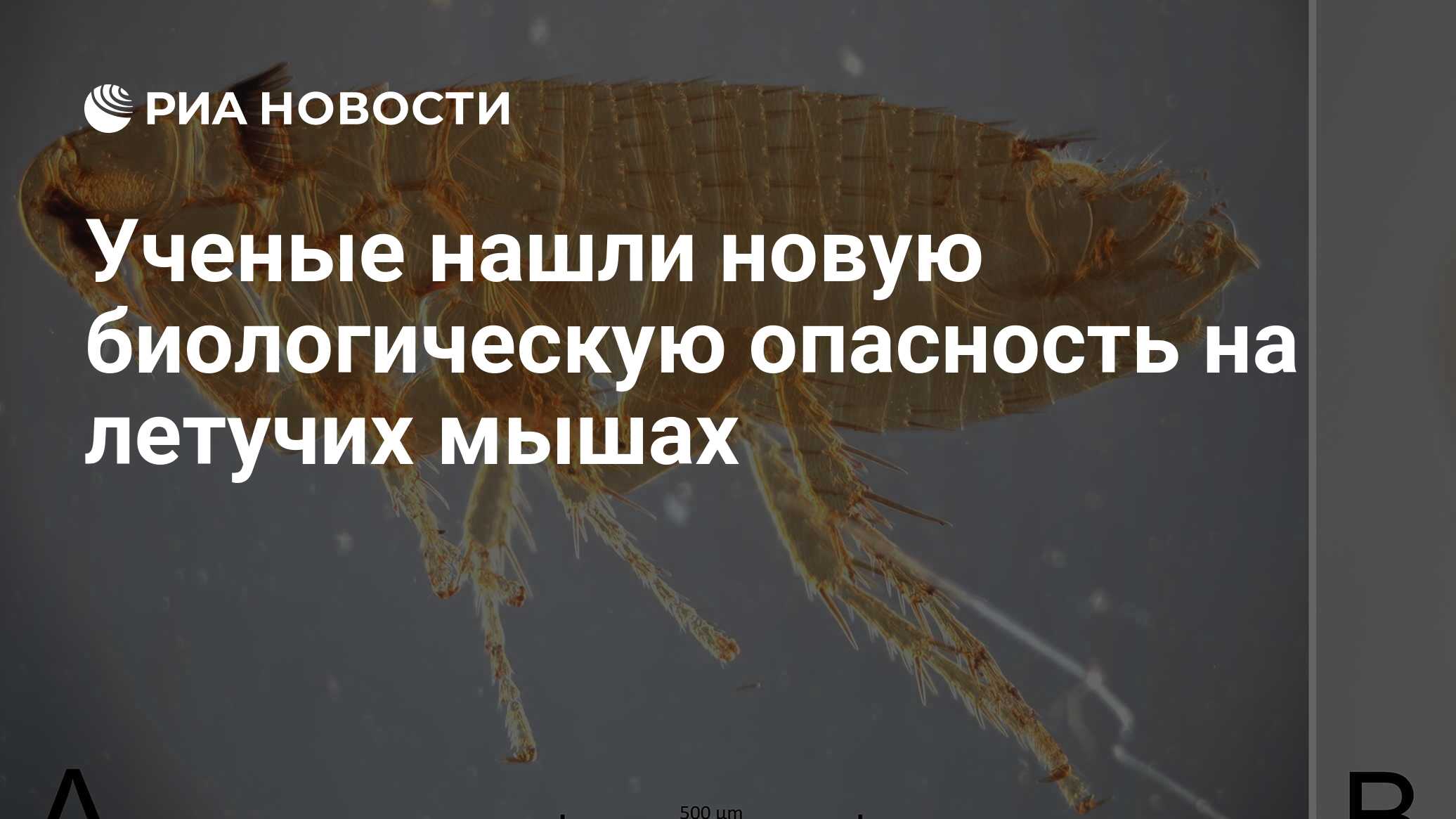 Ученые обнаружили у летучих мышей новых нетипичных паразитов