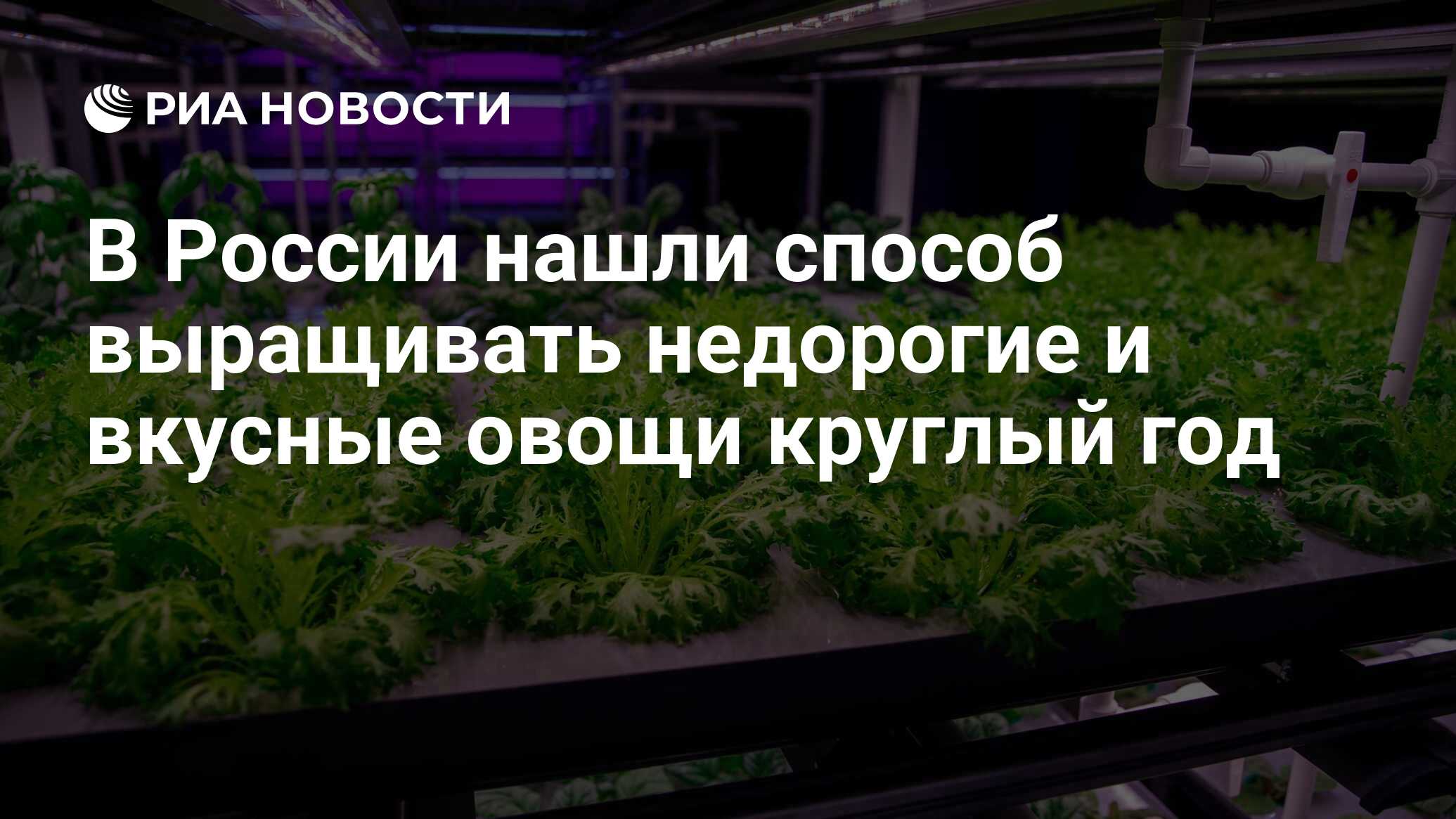 В России нашли способ выращивать недорогие и вкусные овощи круглый год -  РИА Новости, 30.01.2023