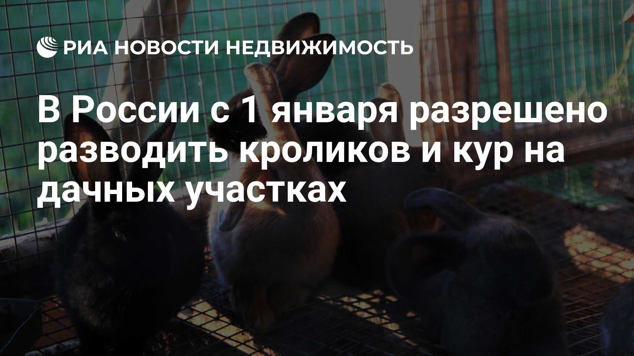 В России с 1 января разрешено разводить кроликов и кур на дачных участках -  Недвижимость РИА Новости, 01.01.2023