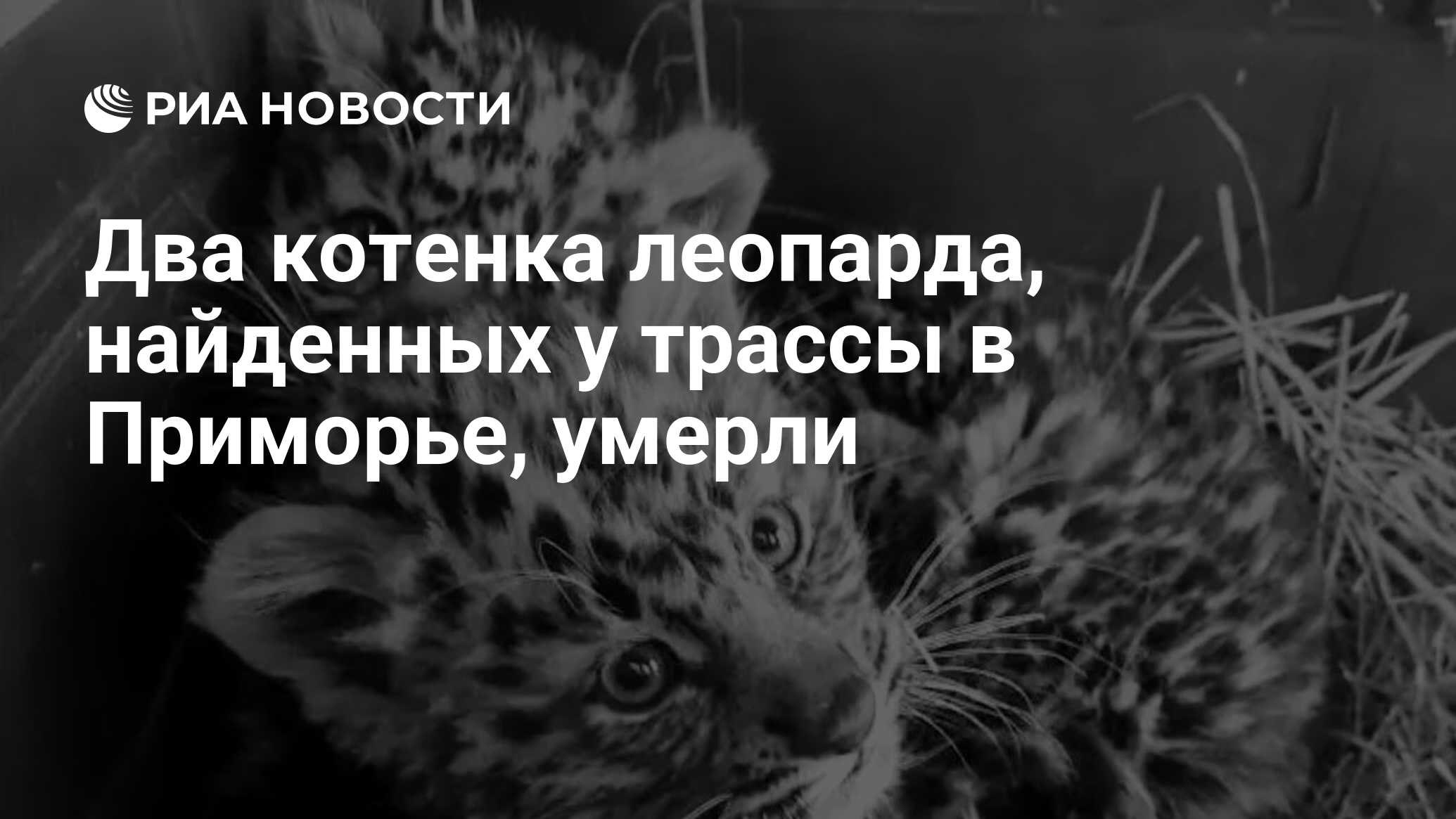 Два котенка леопарда, найденных у трассы в Приморье, умерли - РИА Новости,  17.01.2023