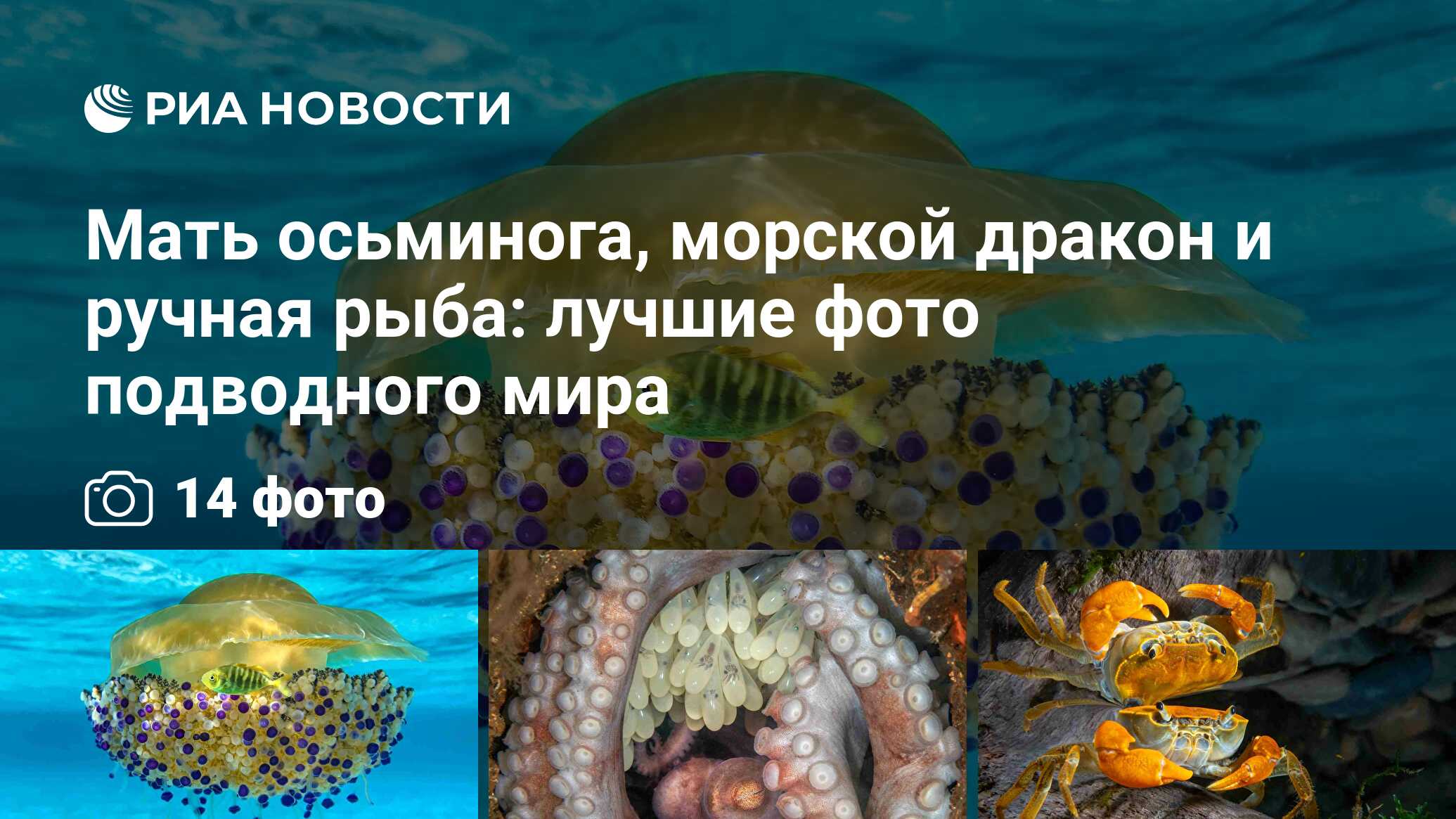 Мать осьминога, морской дракон и ручная рыба: лучшие фото подводного мира -  РИА Новости, 19.01.2023