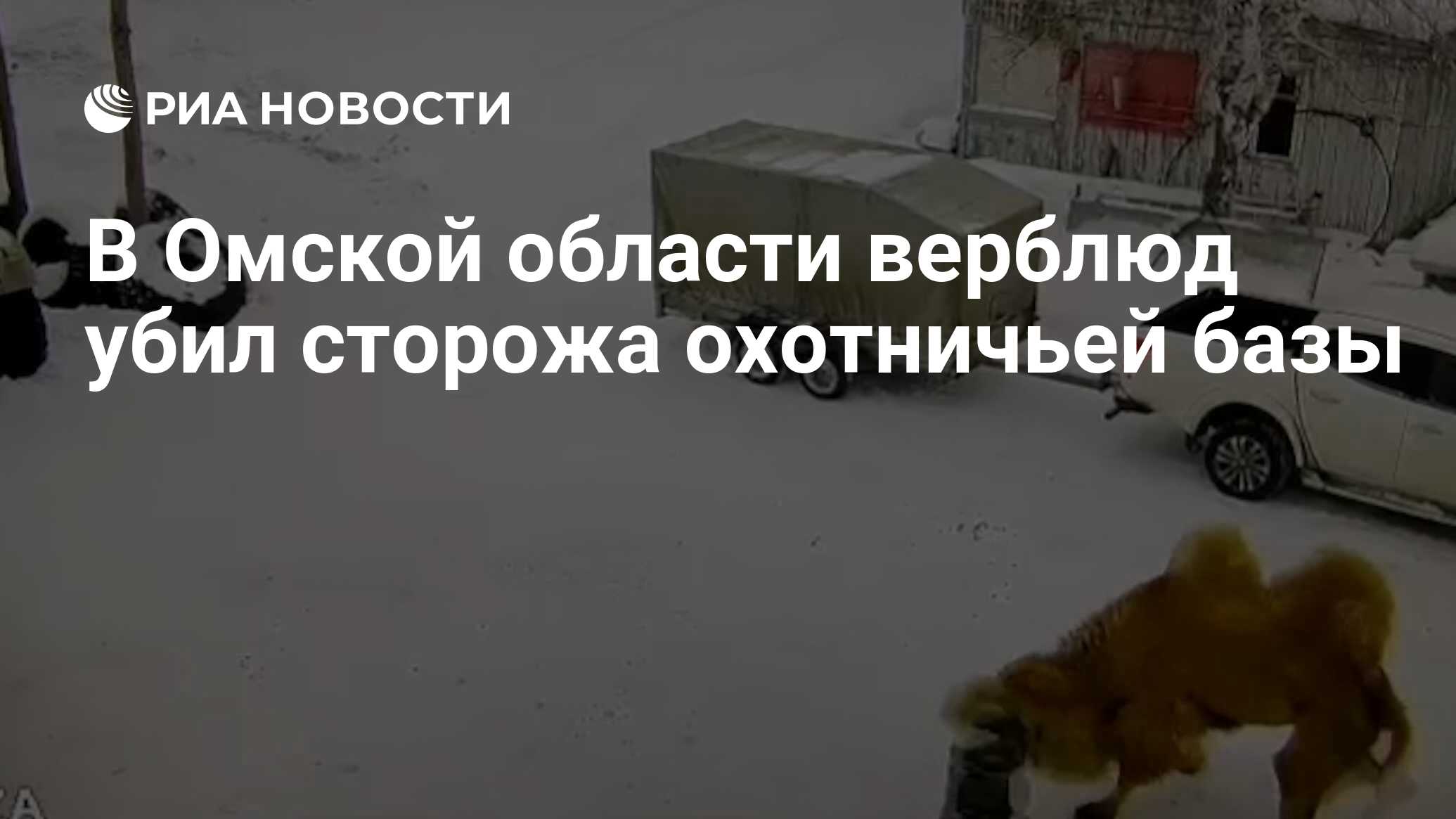 В Омской области верблюд убил сторожа охотничьей базы - РИА Новости,  23.01.2023