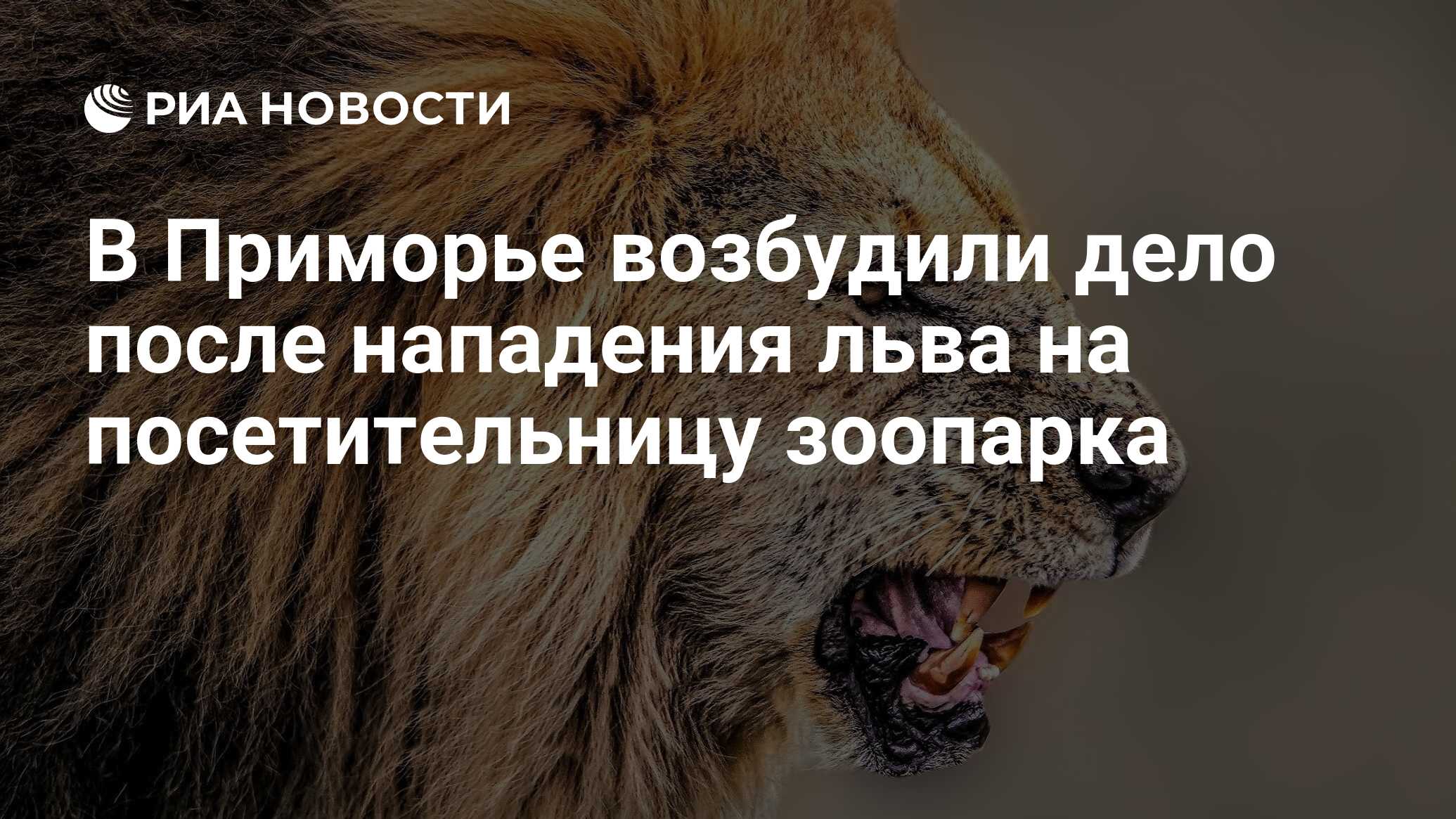 После нападения льва получил. Котенок нападает на Льва. Лев на первом месте. Лев в Московском зоопарке ограда. В Приморье в зоопарке Лев напал на женщину.