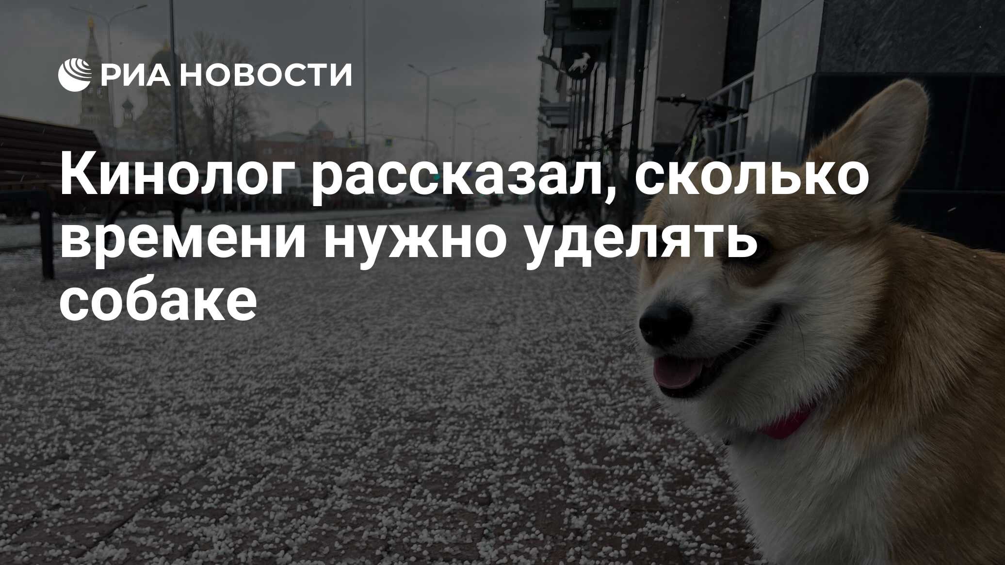Кинолог рассказал, сколько времени нужно уделять собаке - РИА Новости,  29.01.2023