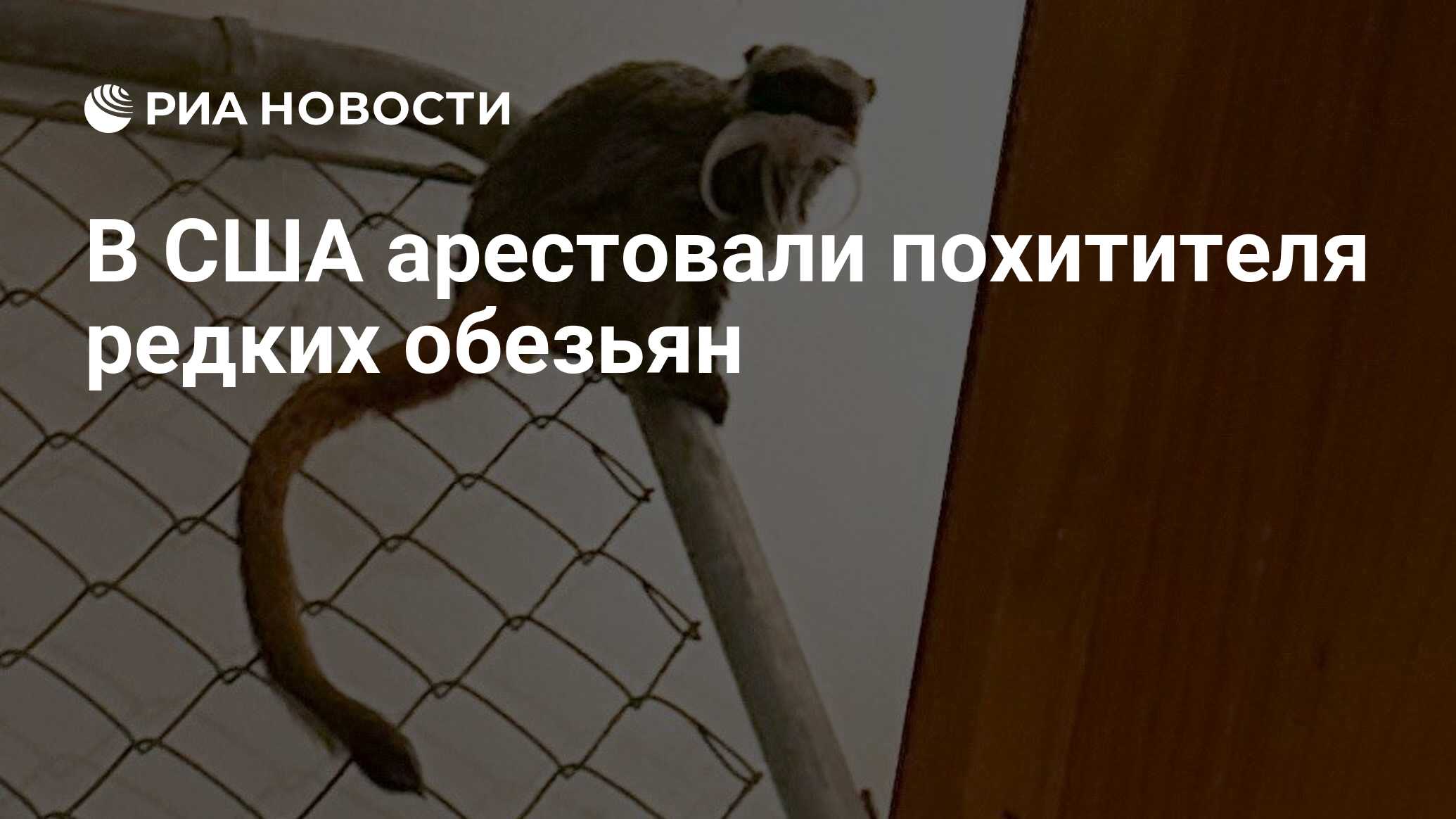 Самые страшные обезьяны в мире
