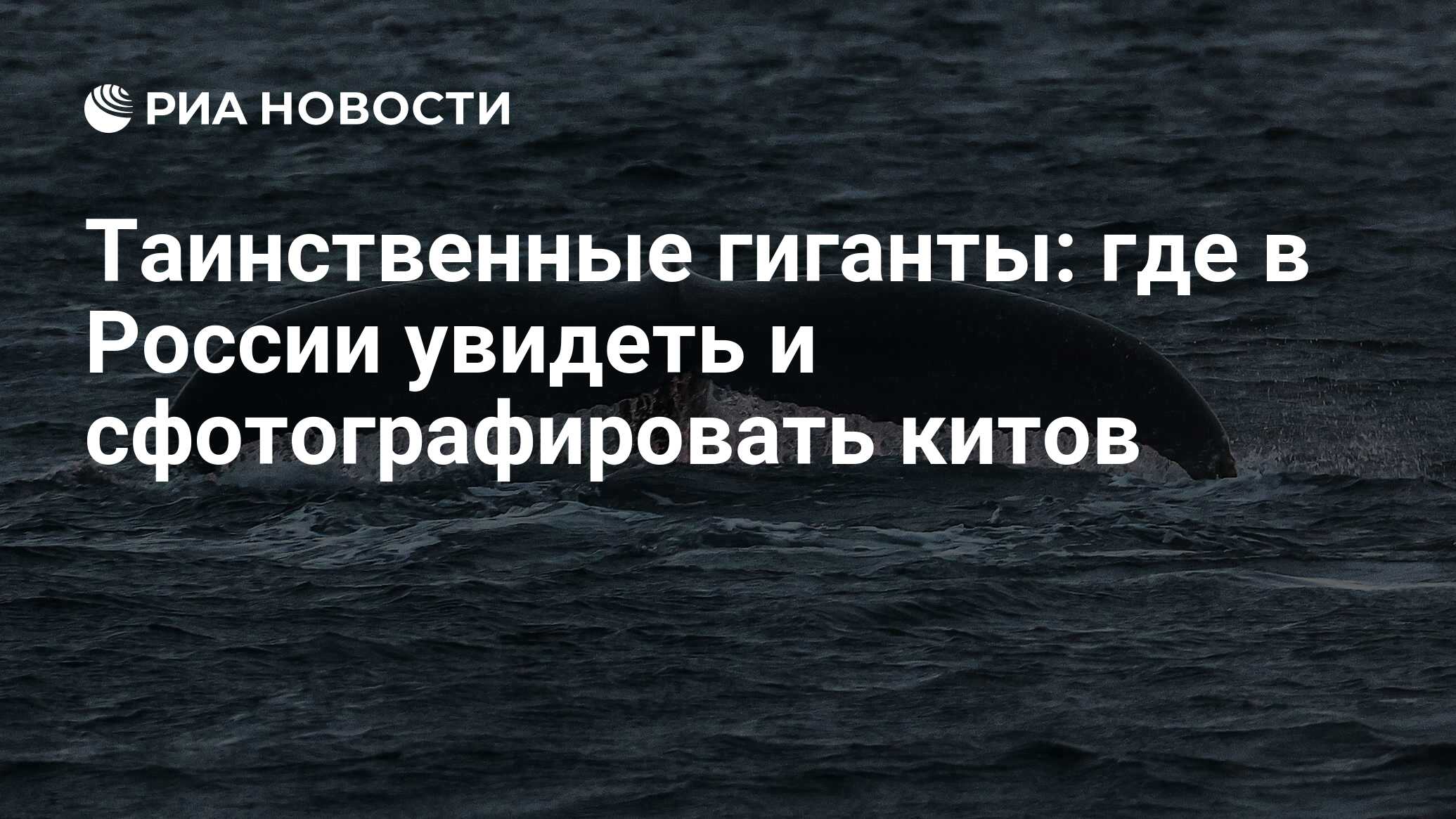 Таинственные гиганты: где в России увидеть и сфотографировать китов - РИА  Новости, 19.02.2023